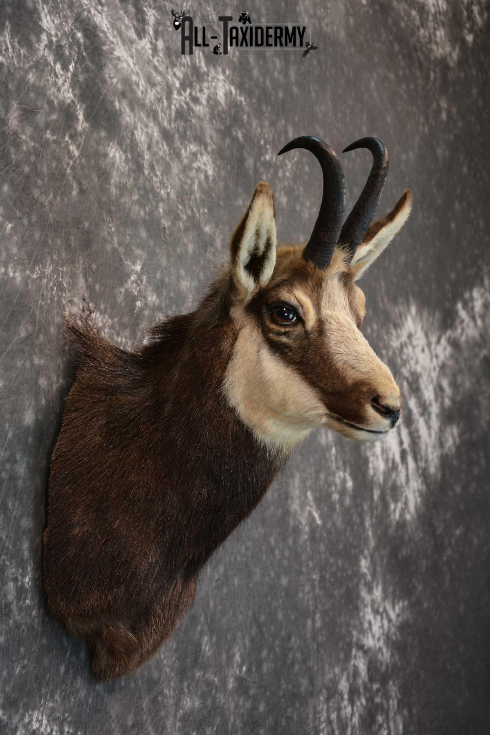 Chamois Taxidermy Shoulder Mount SKU 1573 - Image 5