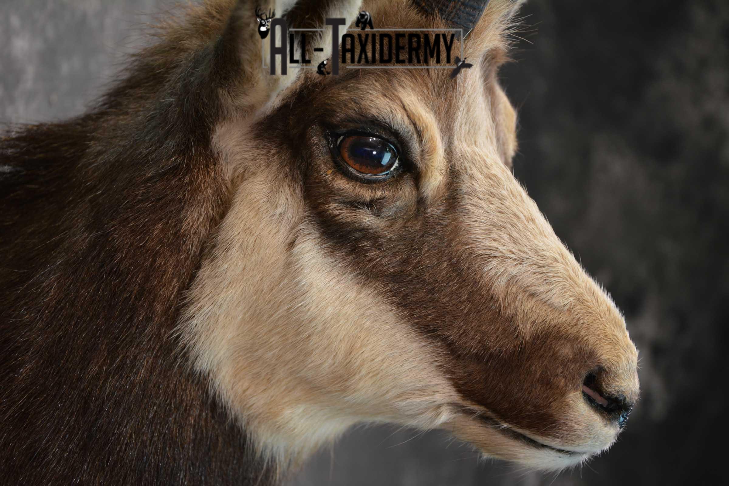 Chamois Taxidermy Shoulder Mount SKU 1573 - Image 6