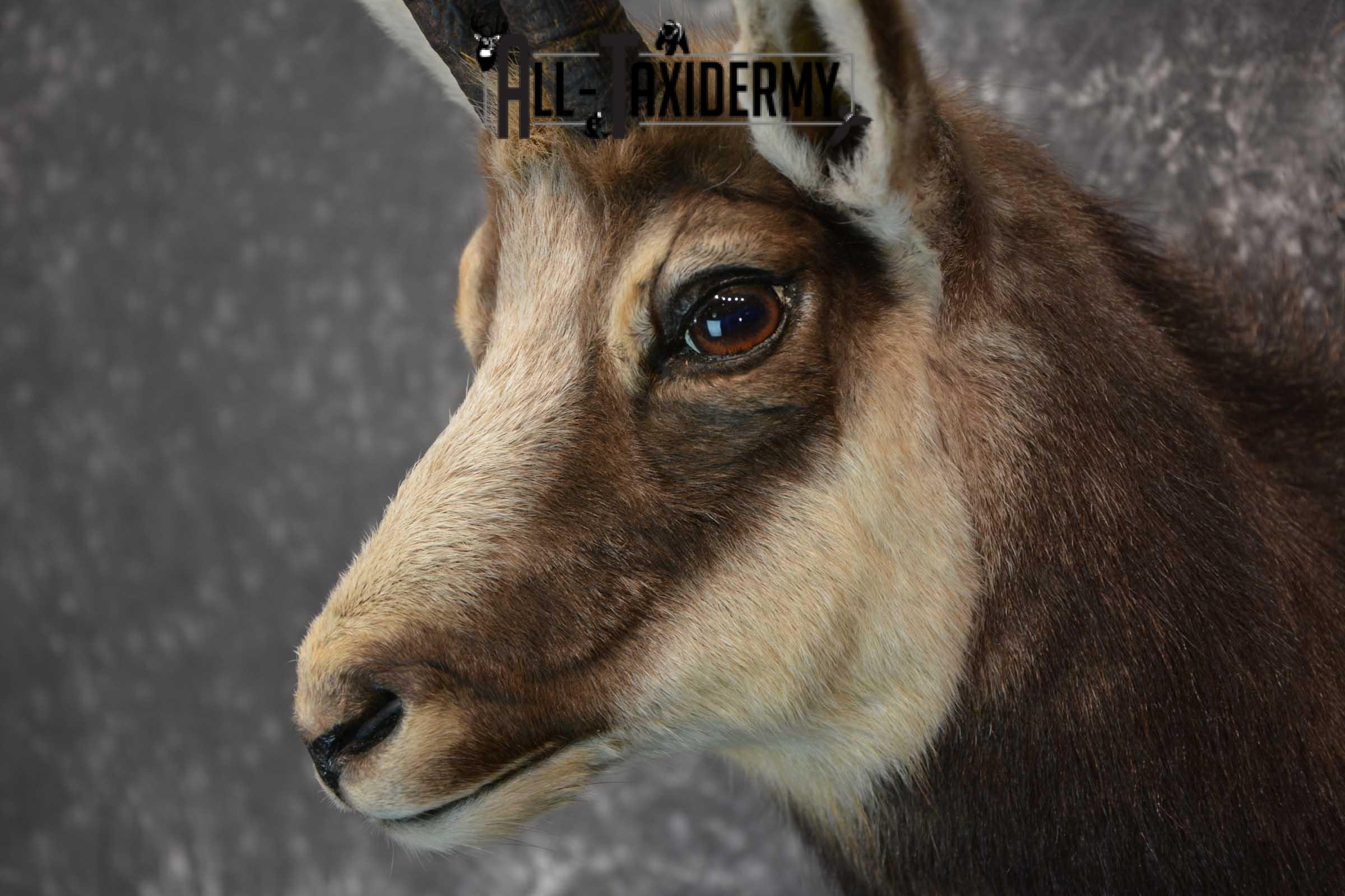 Chamois Taxidermy Shoulder Mount SKU 1573 - Image 7