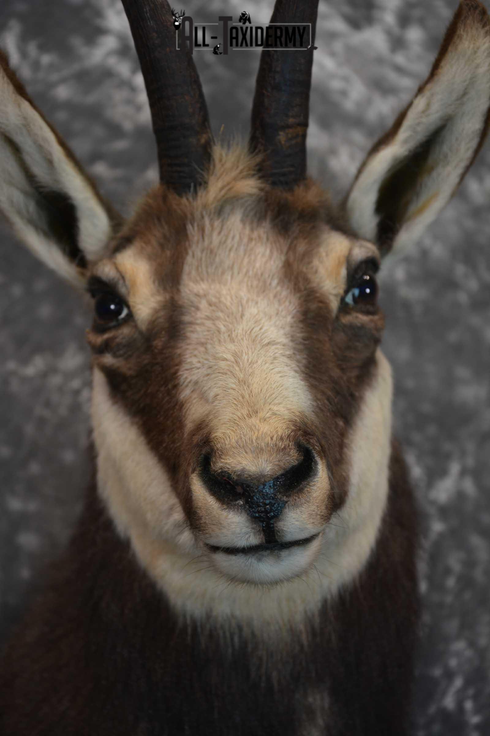 Chamois Taxidermy Shoulder Mount SKU 1573 - Image 8