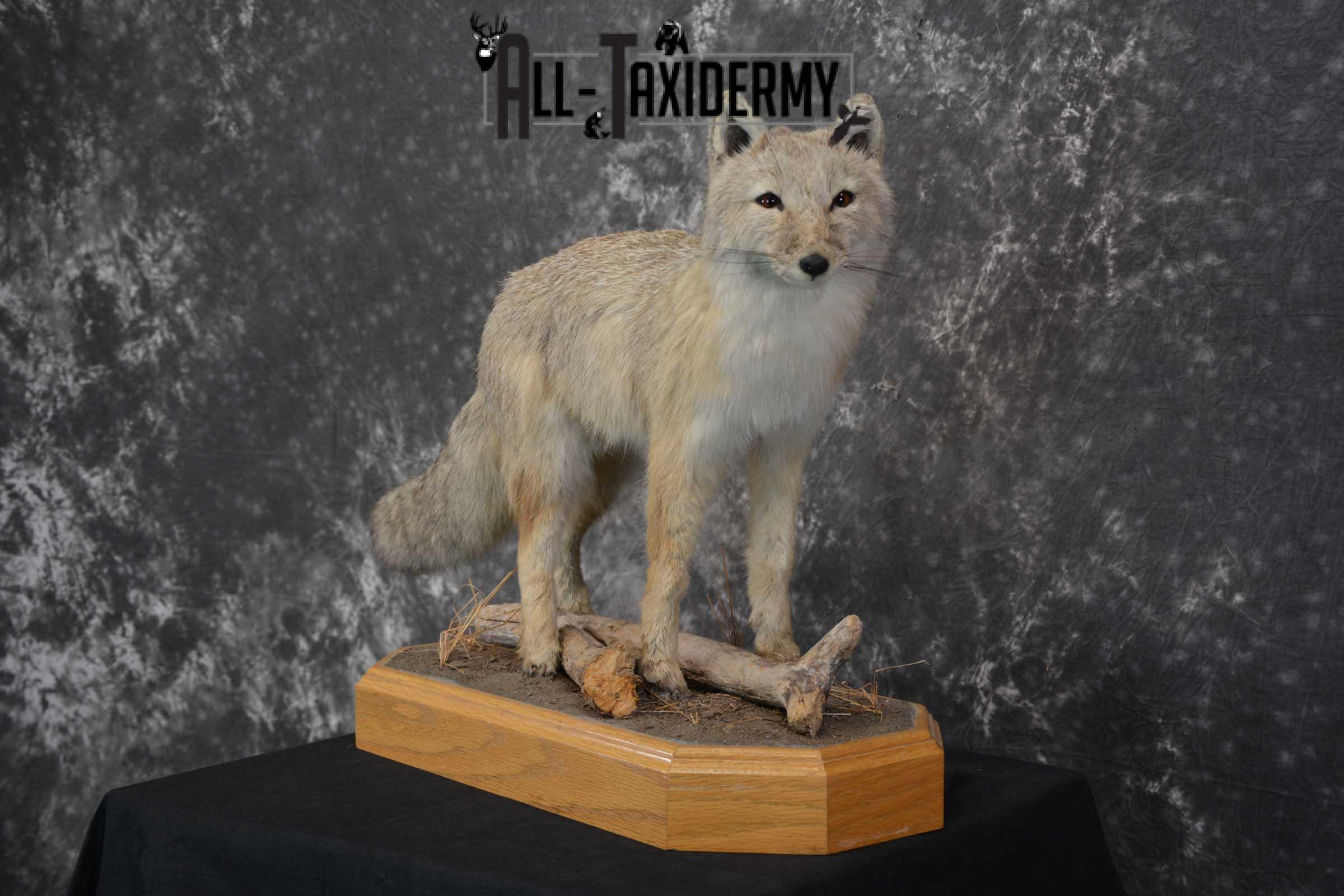 Coyote Pup Taxidermy Mount SKU 1575 - Image 6