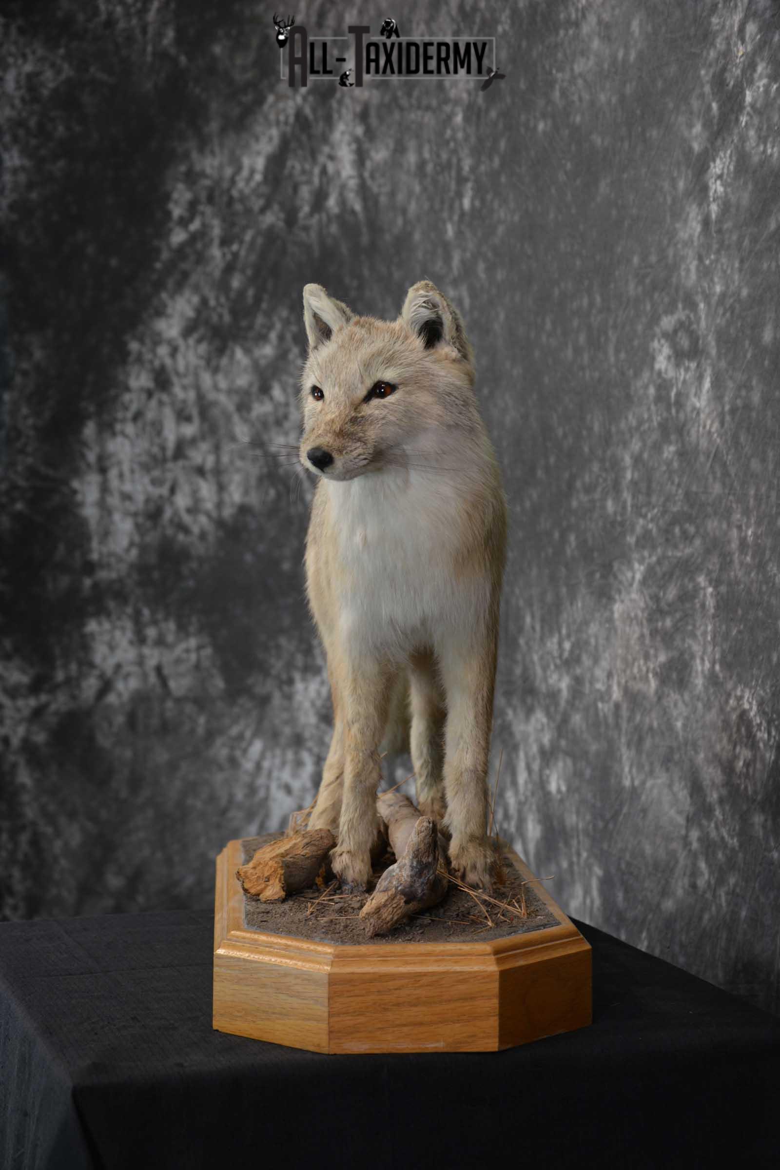 Coyote Pup Taxidermy Mount SKU 1575 - Image 5