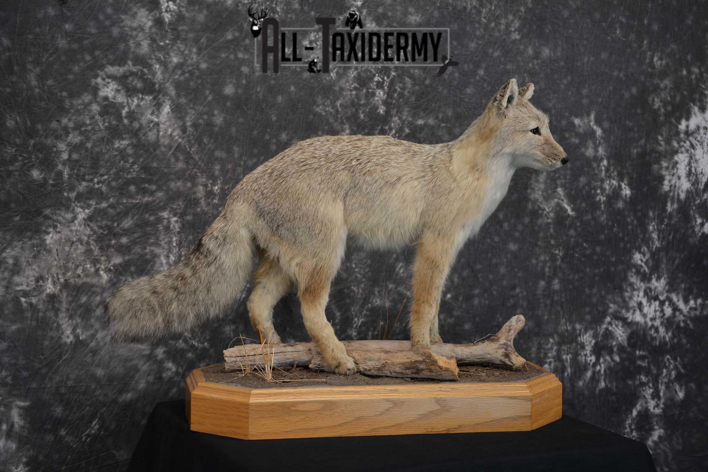 Coyote Pup Taxidermy Mount SKU 1575 - Image 4
