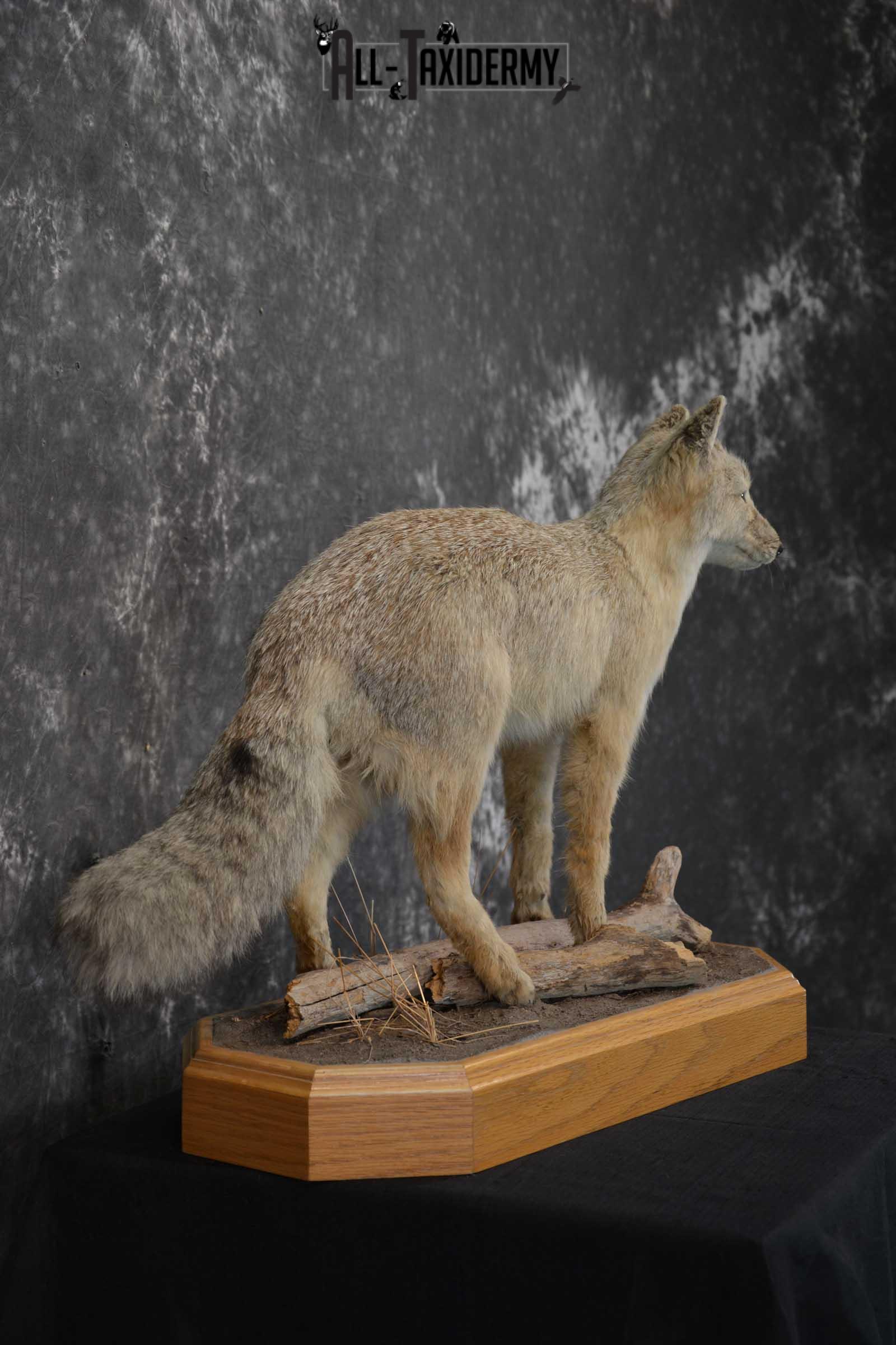 Coyote Pup Taxidermy Mount SKU 1575 - Image 3