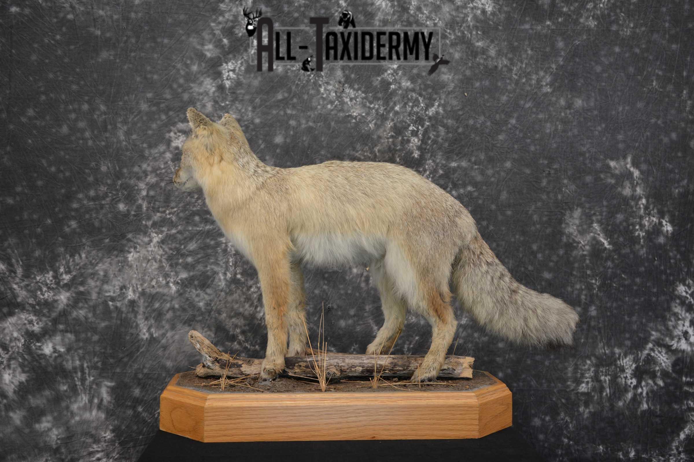 Coyote Pup Taxidermy Mount SKU 1575 - Image 2