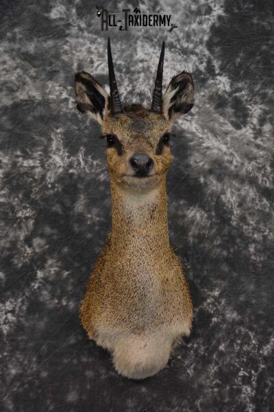 African Klipspringer Taxidermy Shoulder Mount SKU 1576