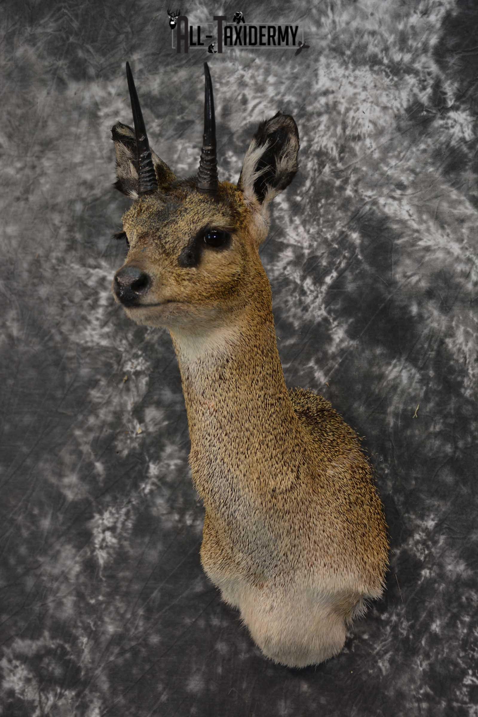 African Klipspringer Taxidermy Shoulder Mount SKU 1576 - Image 8