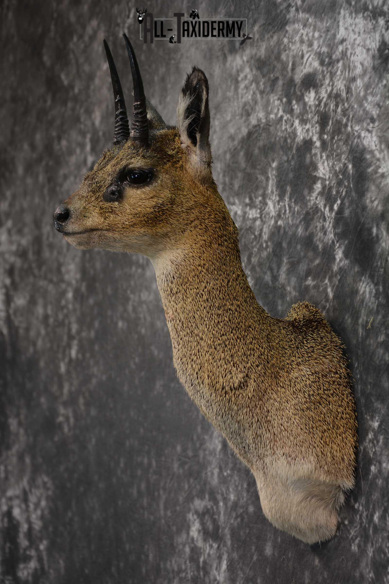 African Klipspringer Taxidermy Shoulder Mount SKU 1576 - Image 7
