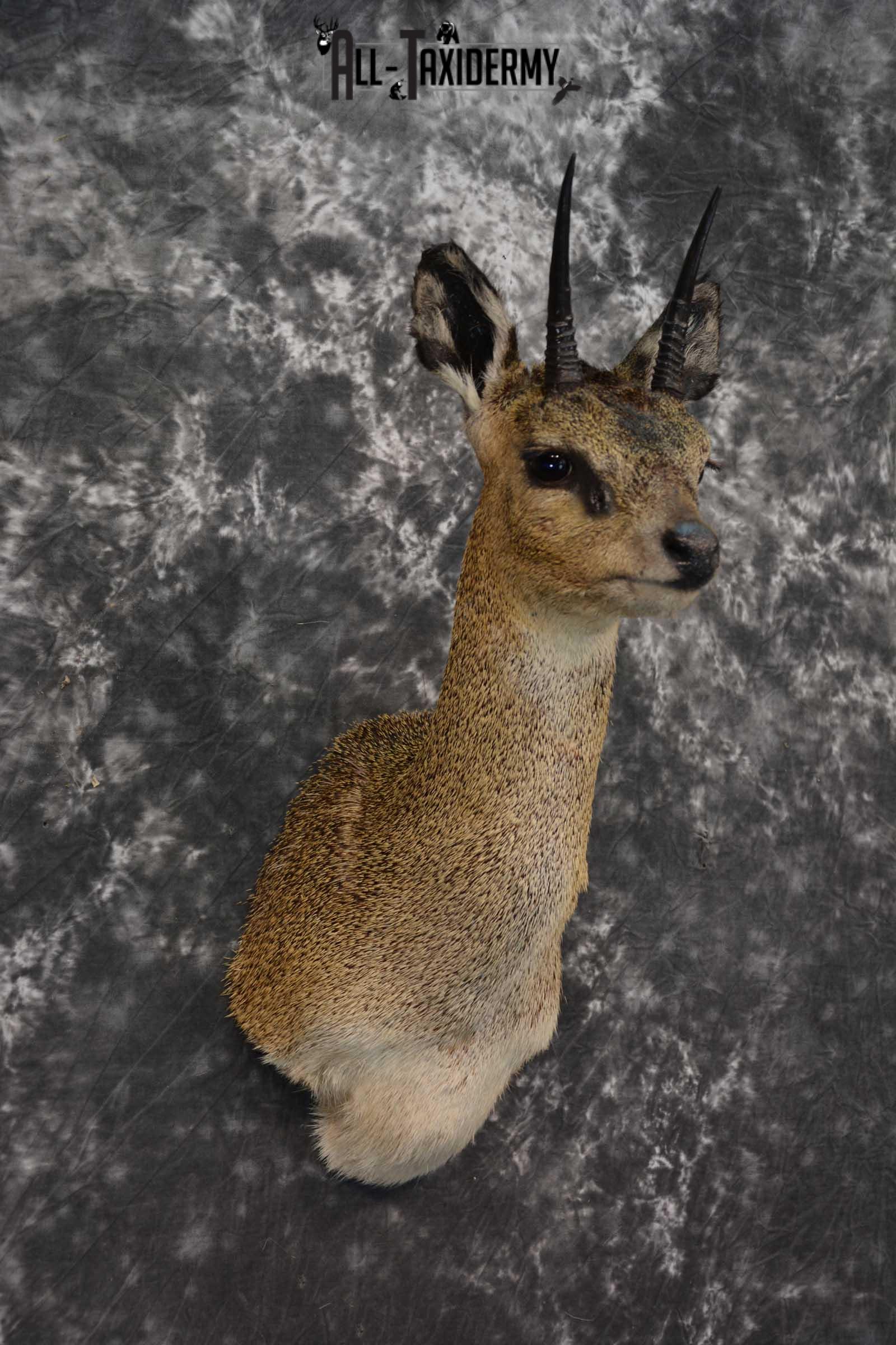 African Klipspringer Taxidermy Shoulder Mount SKU 1576 - Image 6