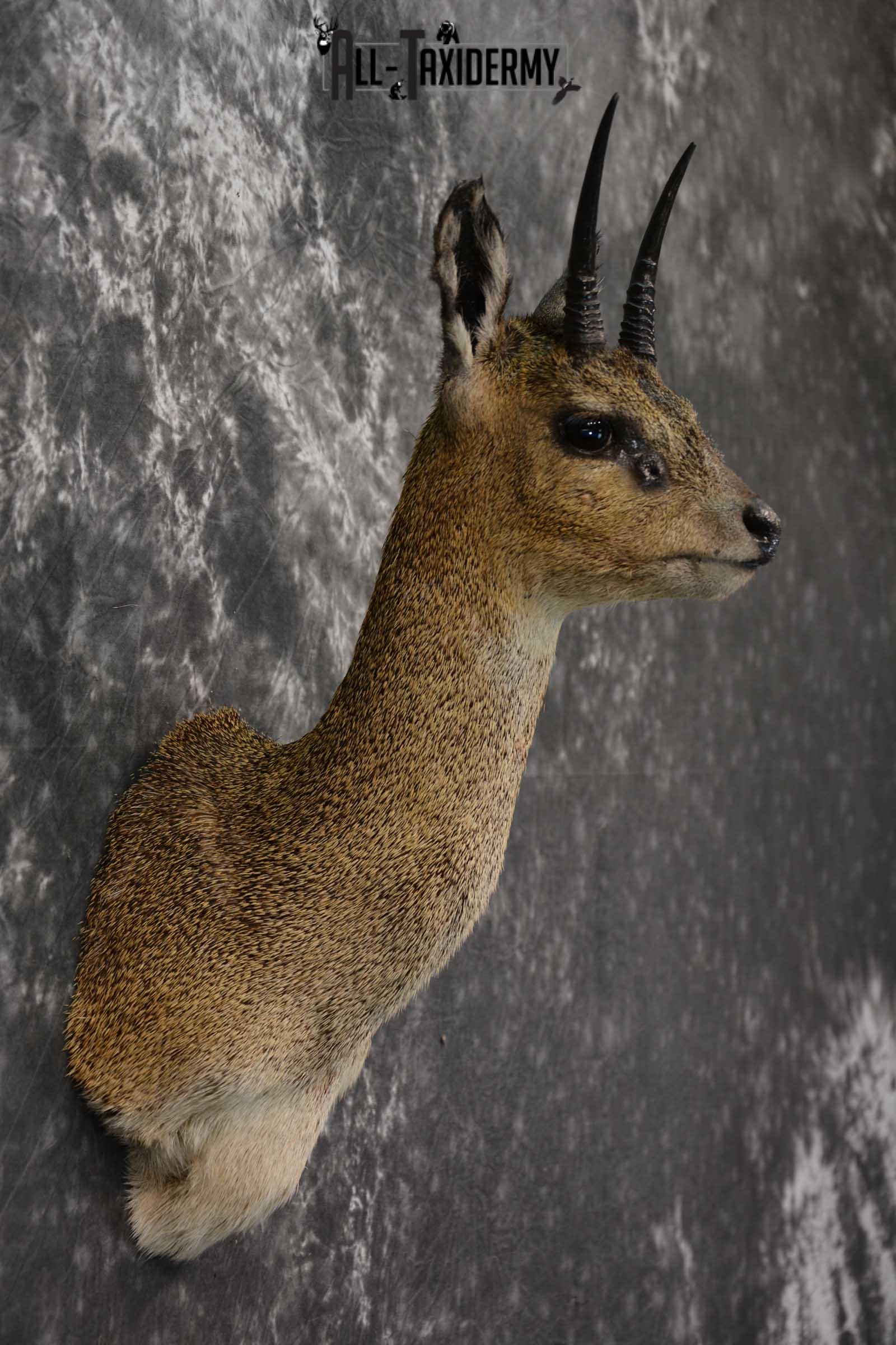 African Klipspringer Taxidermy Shoulder Mount SKU 1576 - Image 5