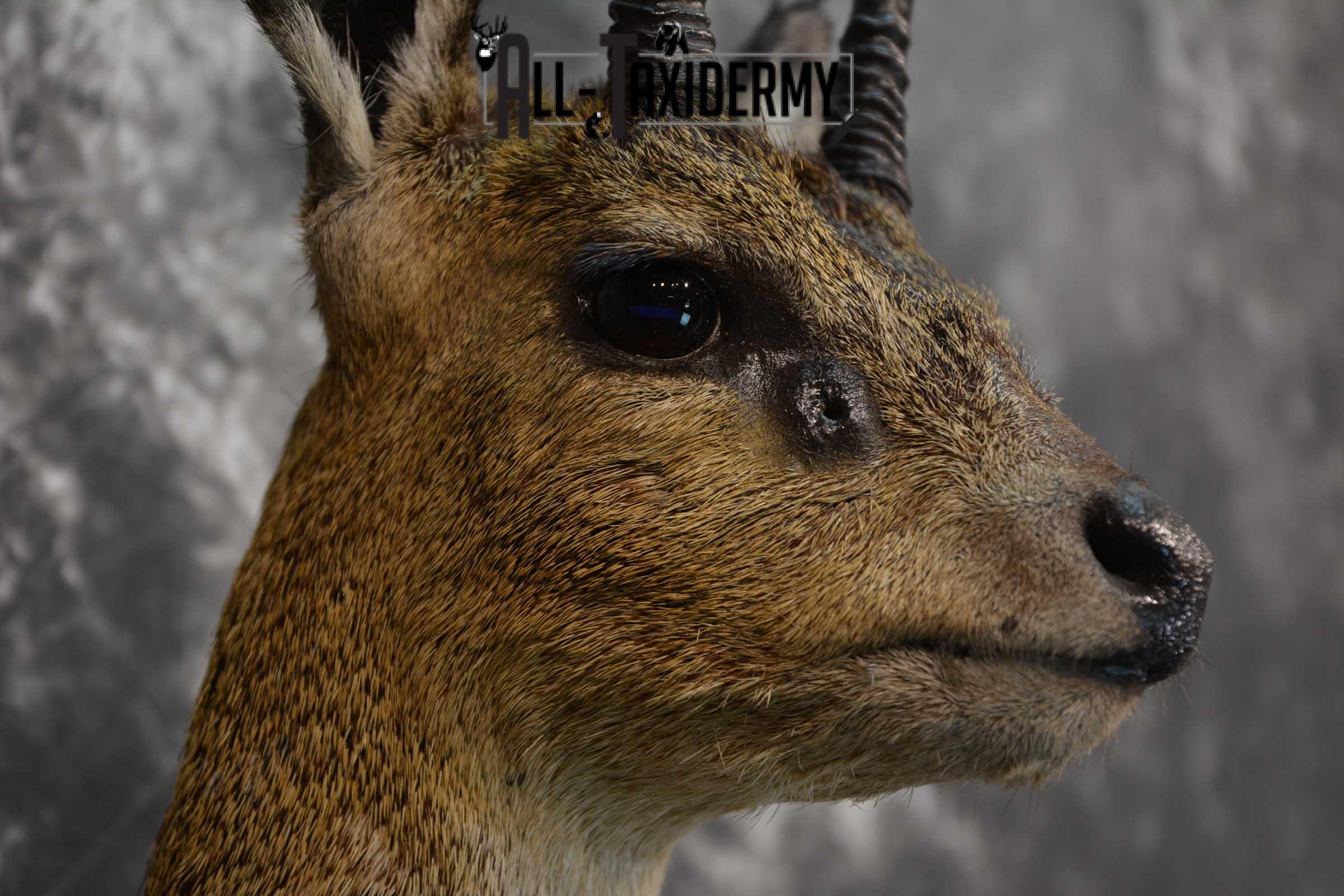 African Klipspringer Taxidermy Shoulder Mount SKU 1576 - Image 4