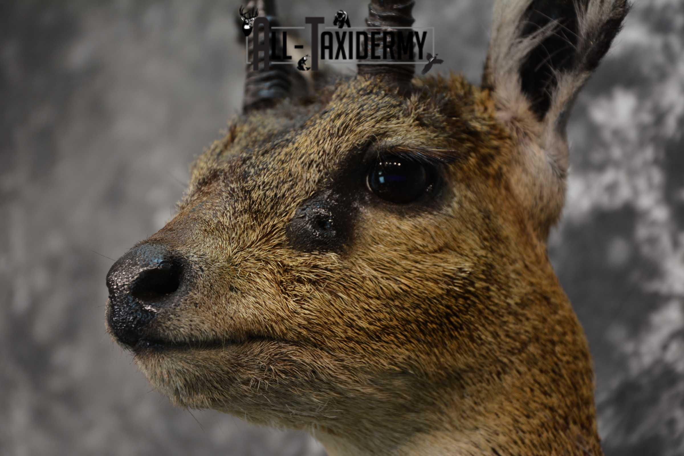 African Klipspringer Taxidermy Shoulder Mount SKU 1576 - Image 3