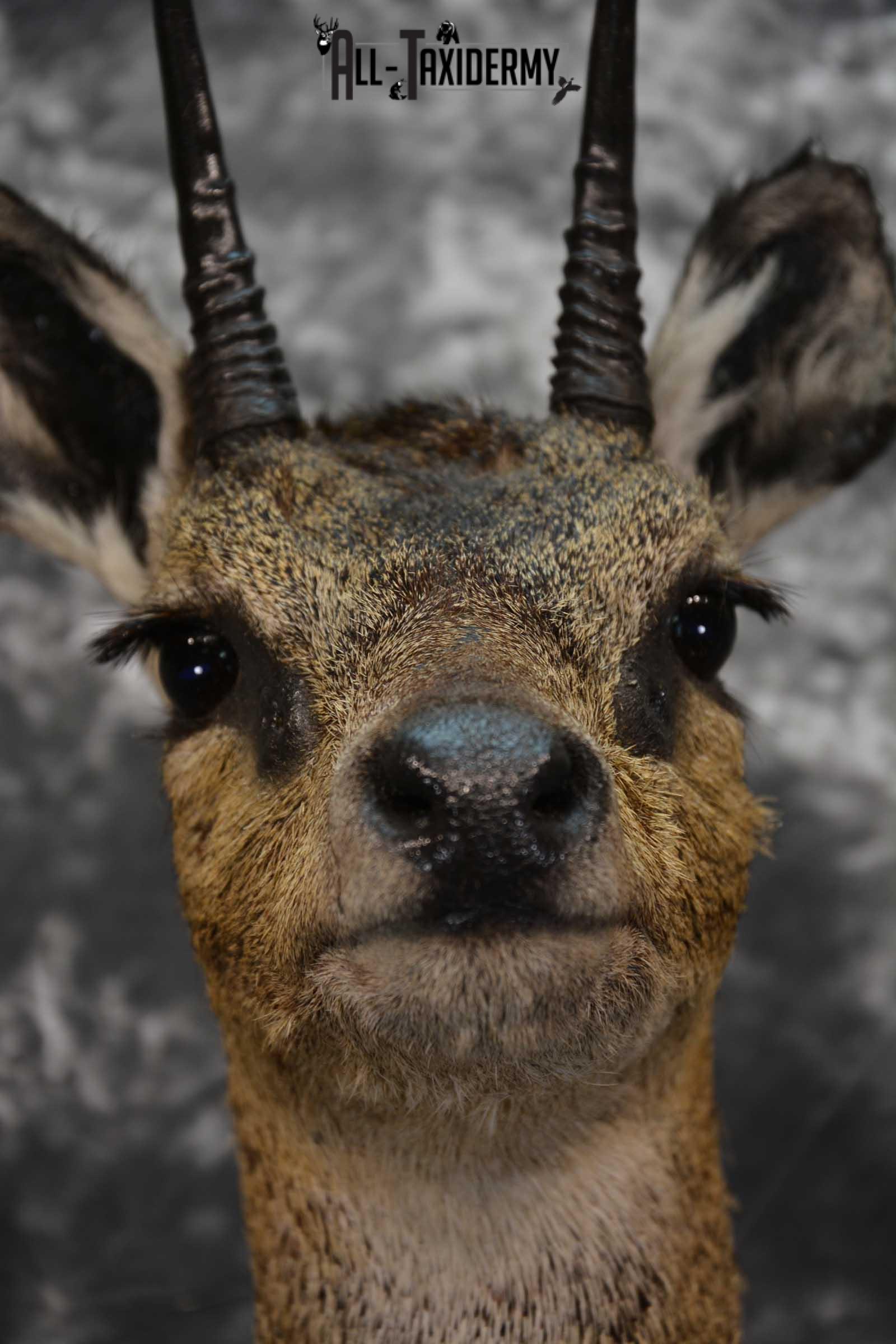 African Klipspringer Taxidermy Shoulder Mount SKU 1576 - Image 2