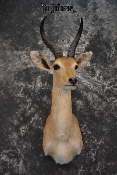African Mountain Reedbuck Taxidermy Shoulder Mount SKU 1577