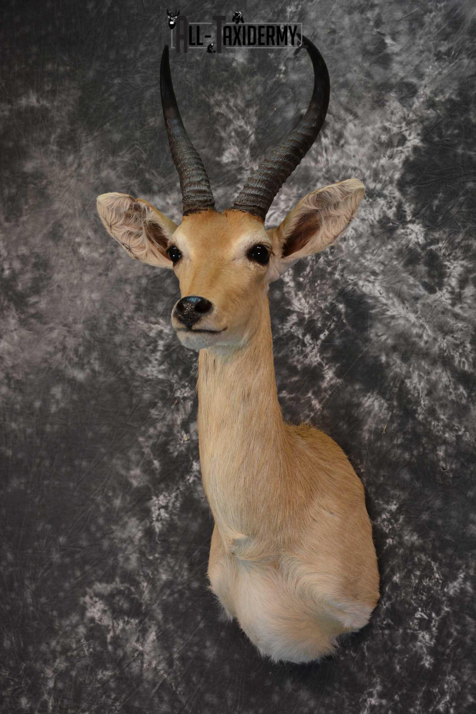 African Mountain Reedbuck Taxidermy Shoulder Mount SKU 1577 - Image 8
