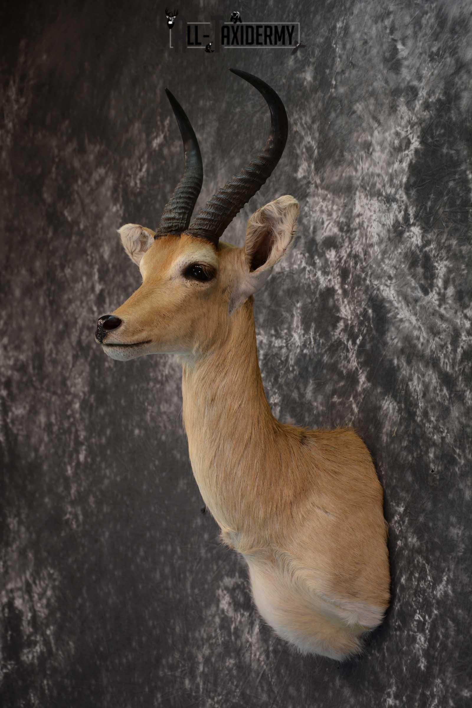 African Mountain Reedbuck Taxidermy Shoulder Mount SKU 1577 - Image 7