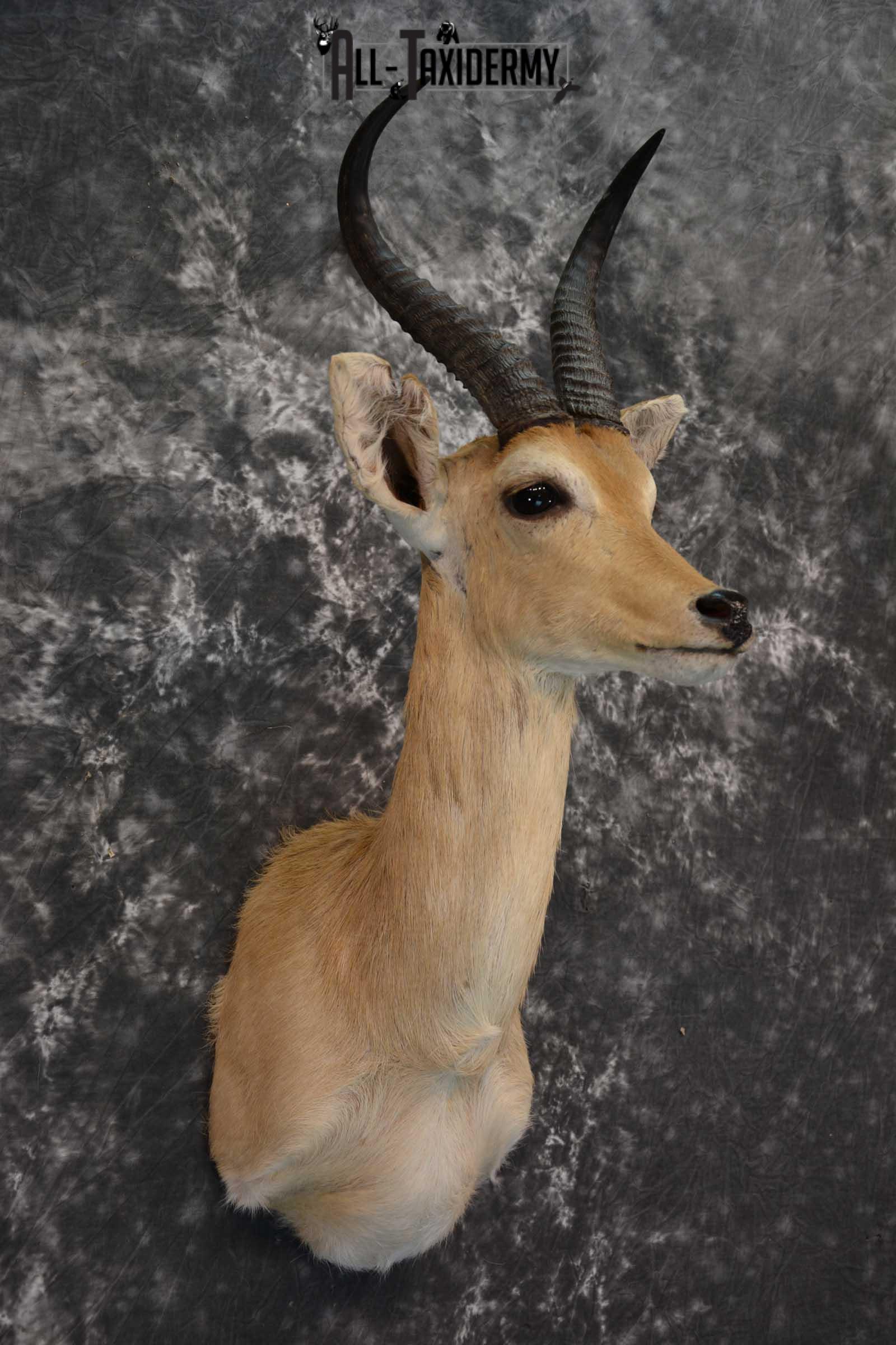 African Mountain Reedbuck Taxidermy Shoulder Mount SKU 1577 - Image 6