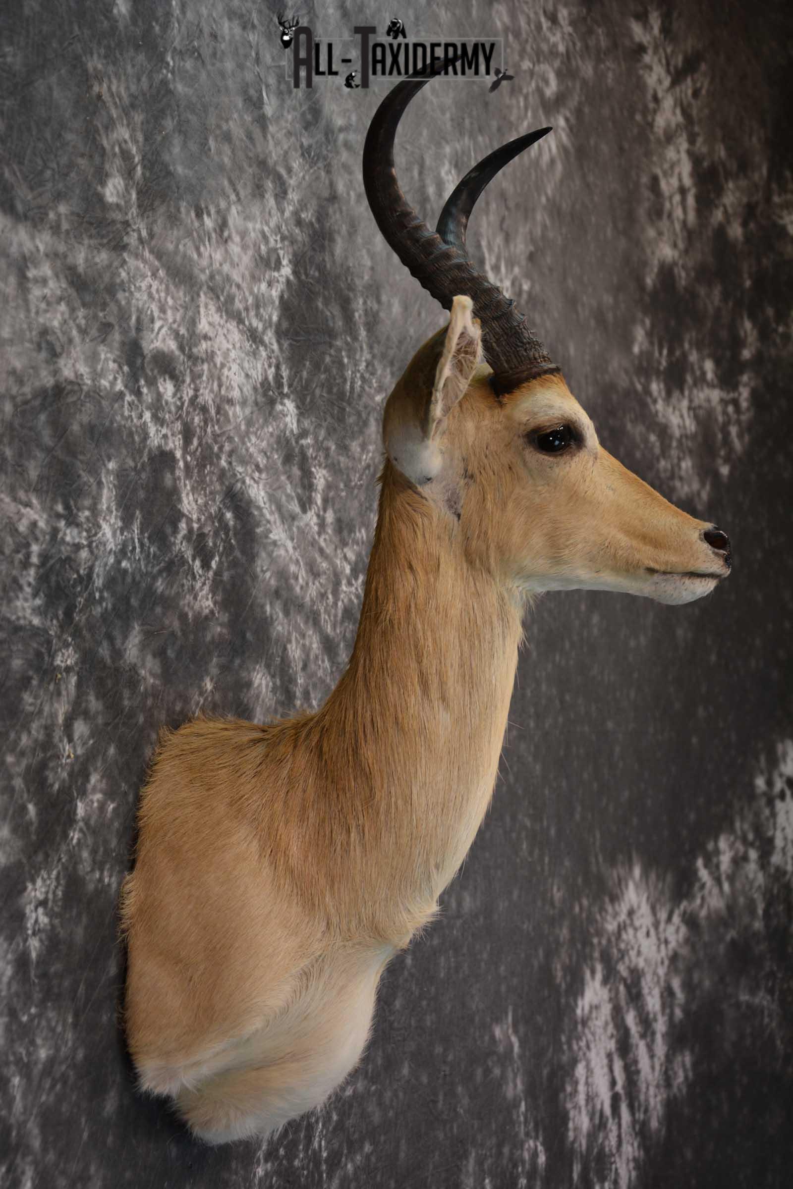 African Mountain Reedbuck Taxidermy Shoulder Mount SKU 1577 - Image 5