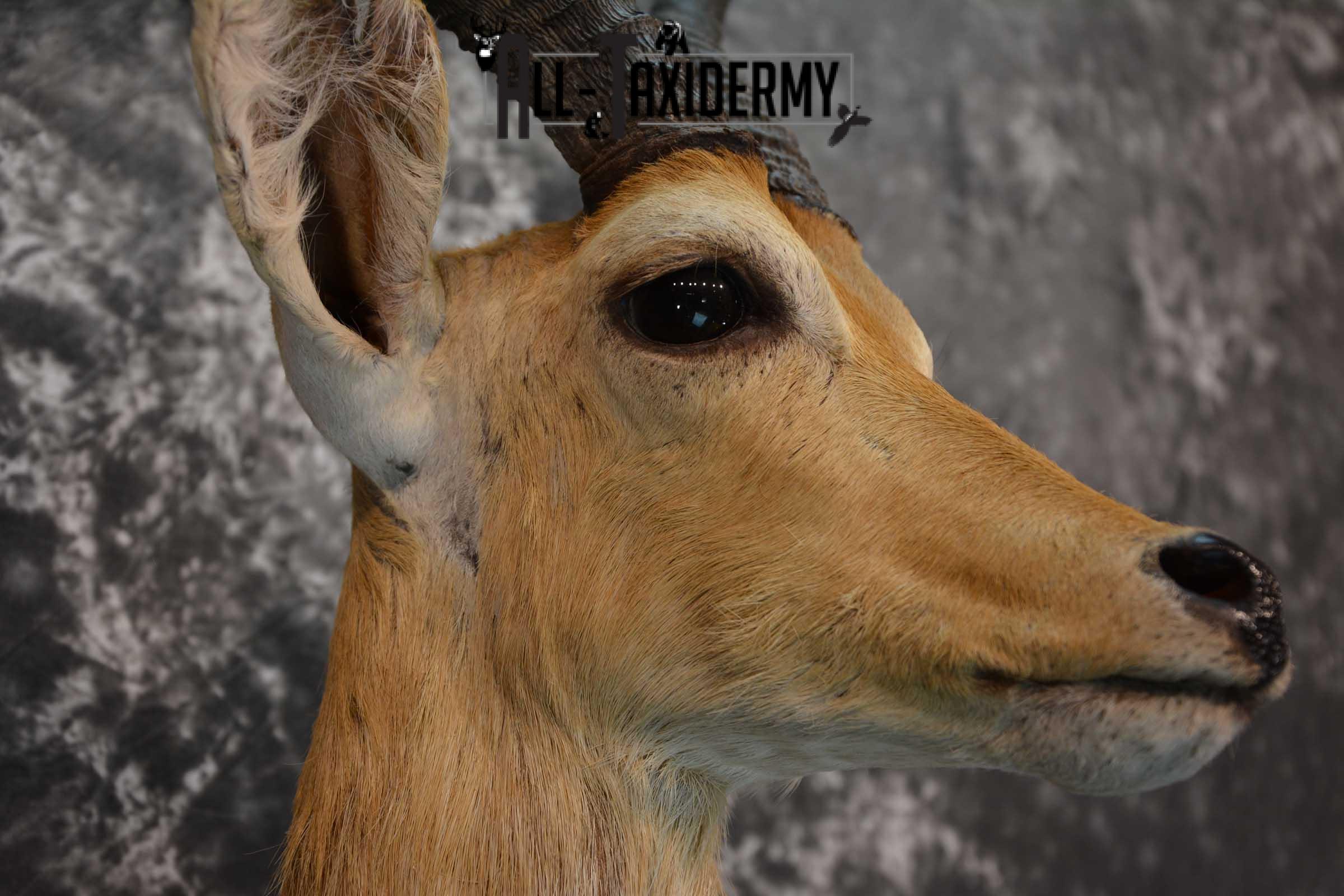 African Mountain Reedbuck Taxidermy Shoulder Mount SKU 1577 - Image 4