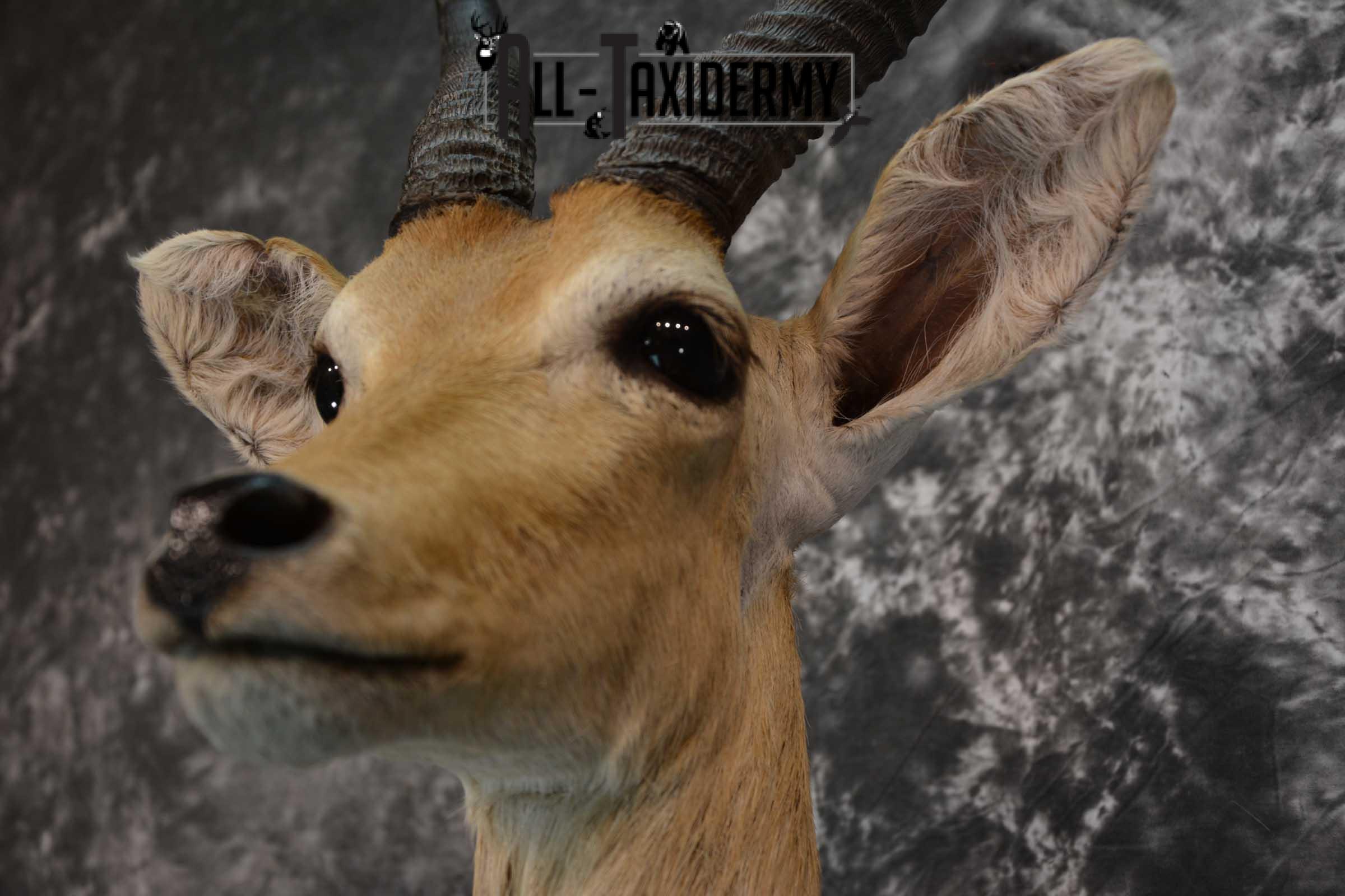 African Mountain Reedbuck Taxidermy Shoulder Mount SKU 1577 - Image 3