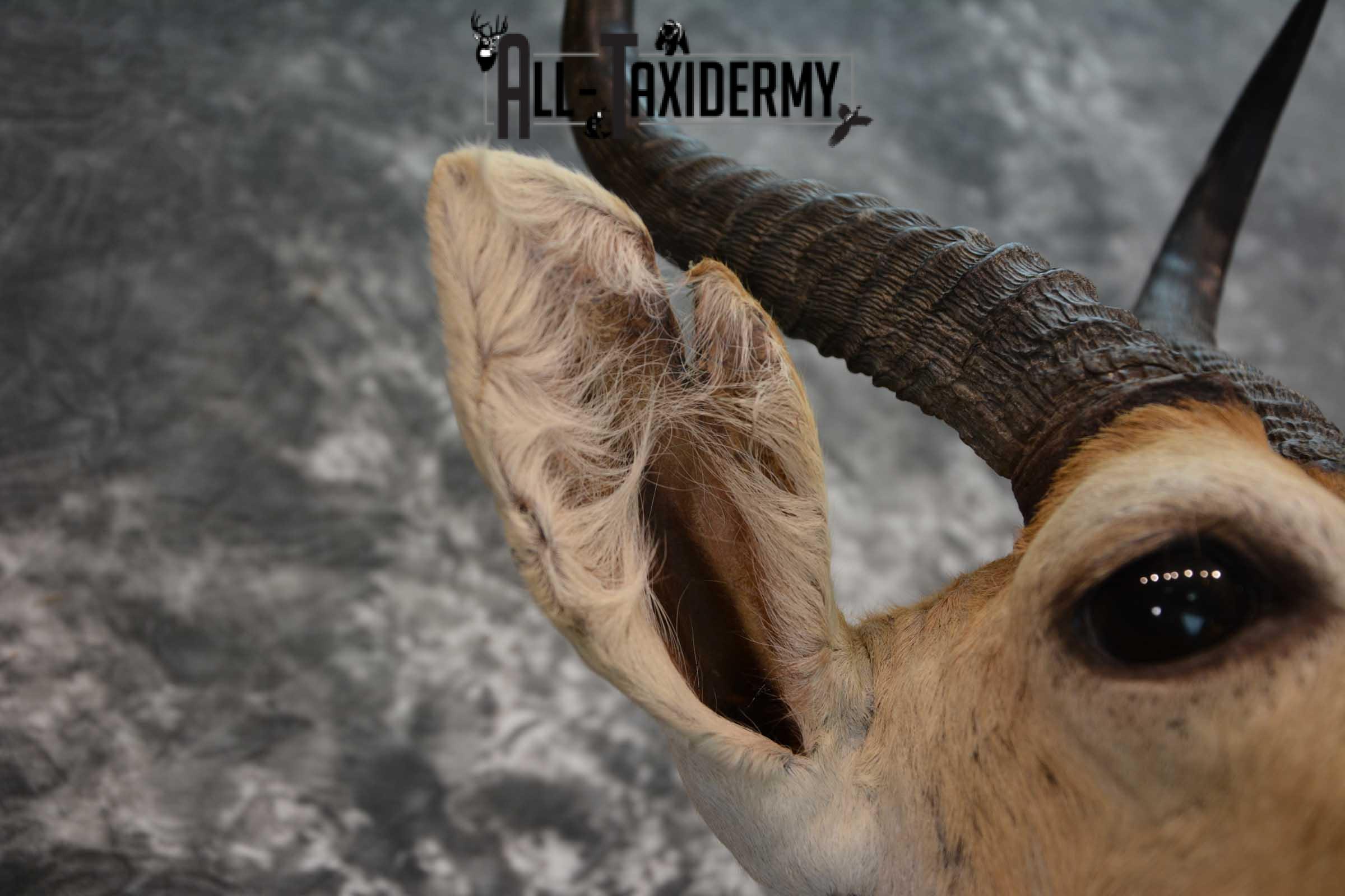 African Mountain Reedbuck Taxidermy Shoulder Mount SKU 1577 - Image 2