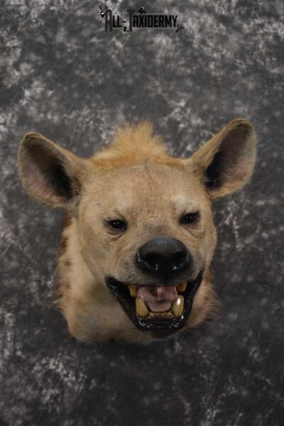 African Spotted Hyena Taxidermy Shoulder Mount SKU 1578