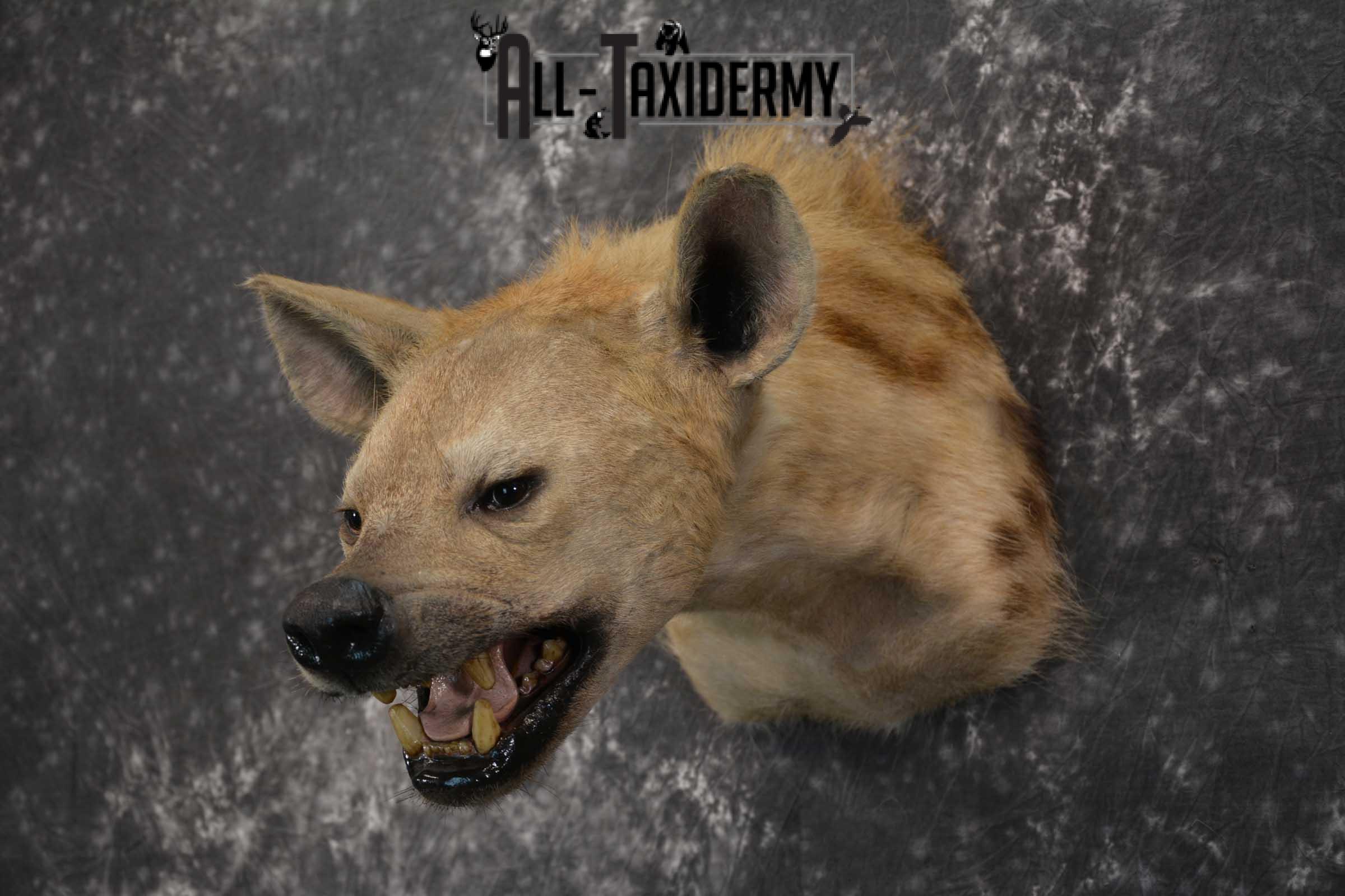 African Spotted Hyena Taxidermy Shoulder Mount SKU 1578 - Image 7