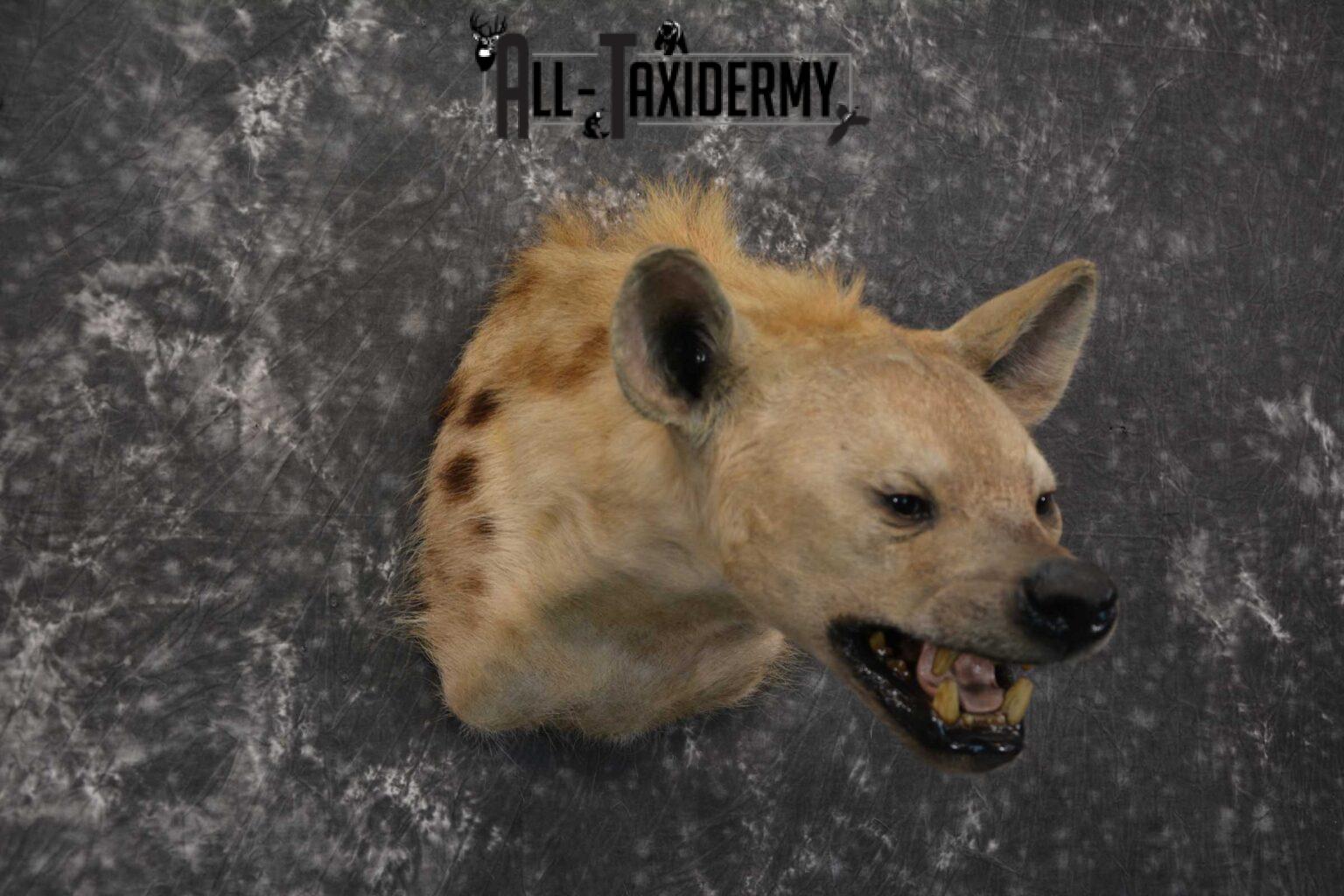African Spotted Hyena Taxidermy Shoulder Mount SKU 1578 - All Taxidermy