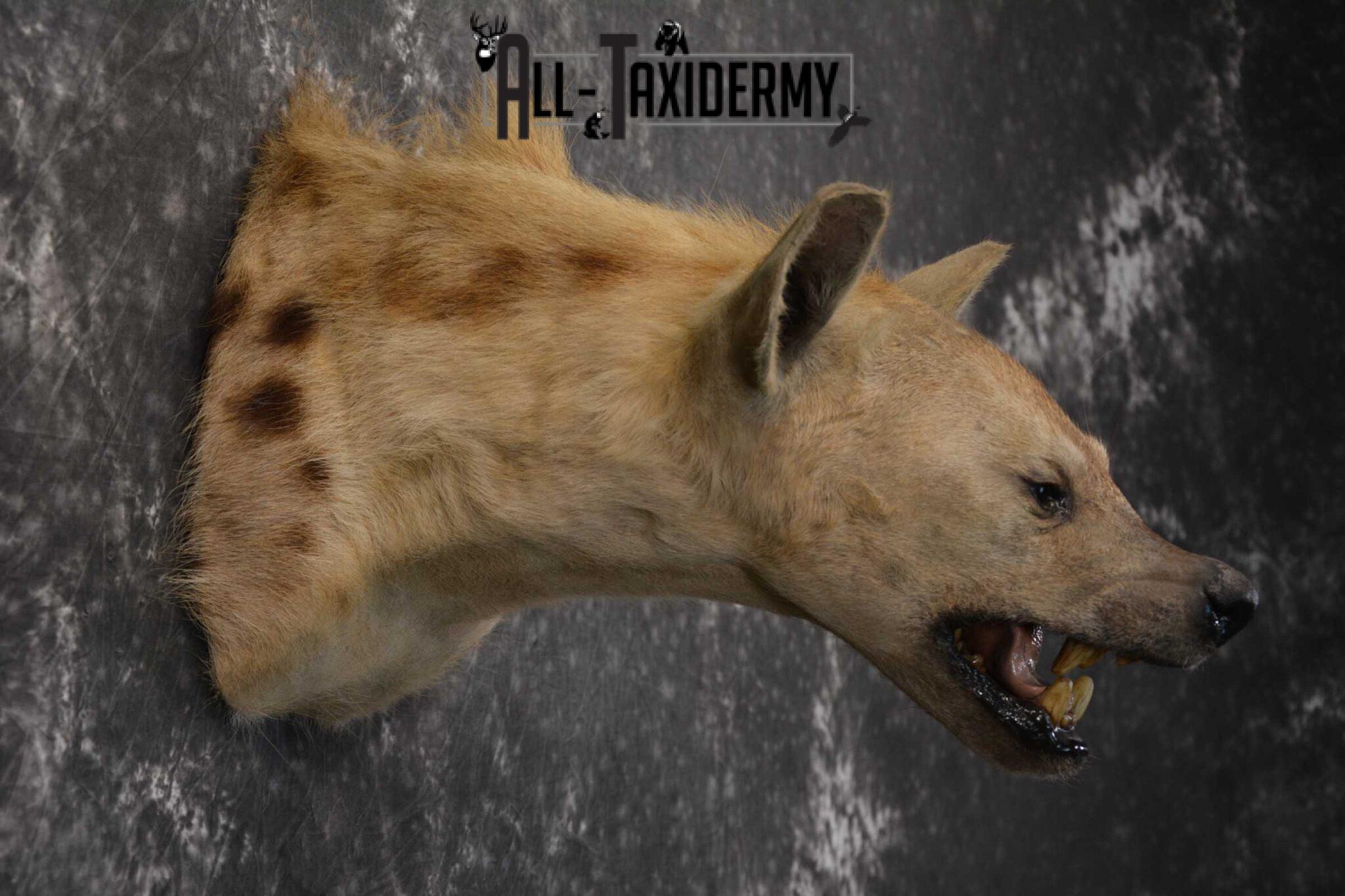 African Spotted Hyena Taxidermy Shoulder Mount SKU 1578 - All Taxidermy