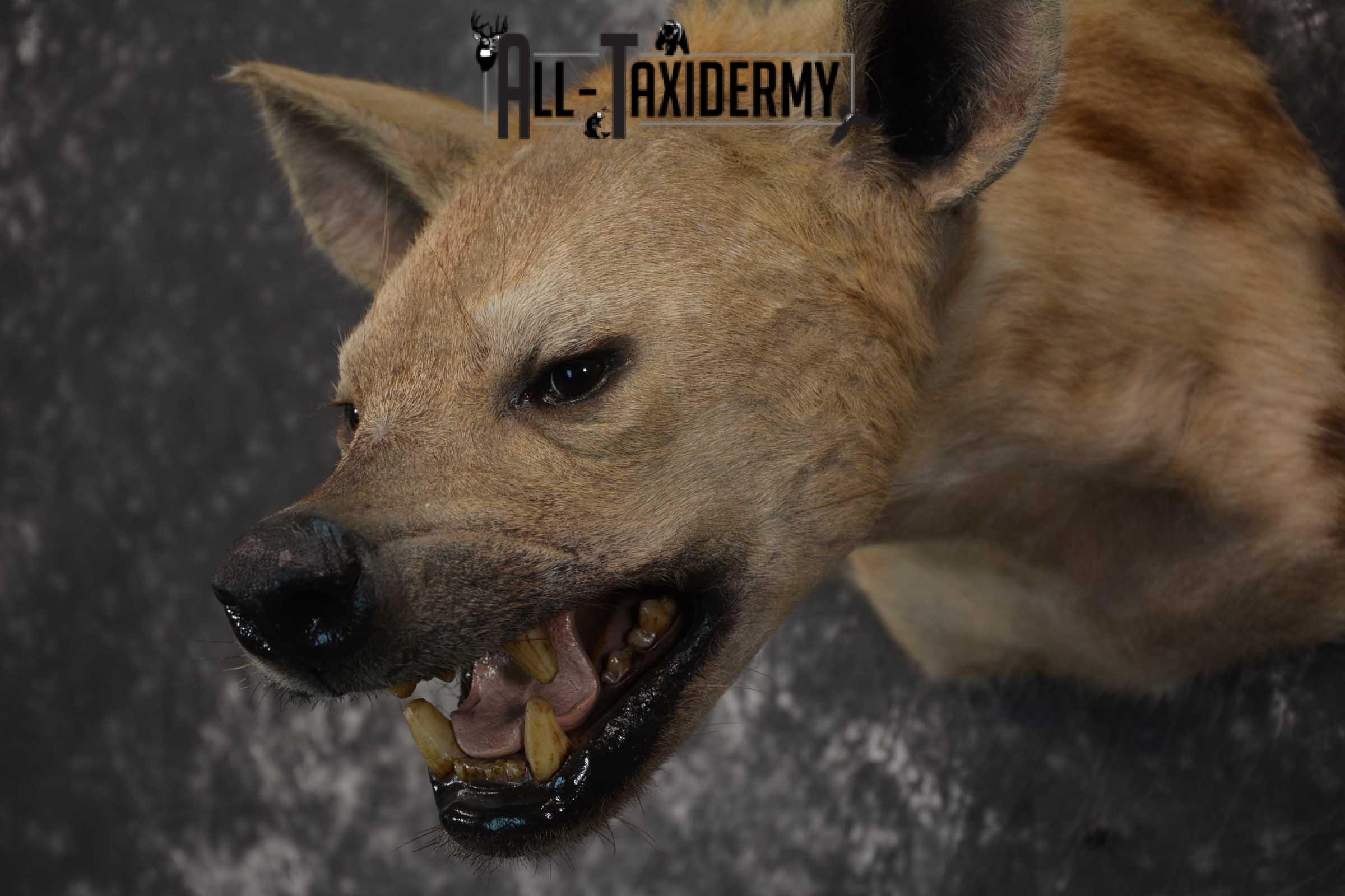 African Spotted Hyena Taxidermy Shoulder Mount SKU 1578 - Image 2