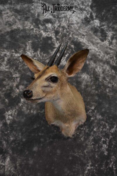 African Duiker Taxidermy Shoulder Mount SKU 1579