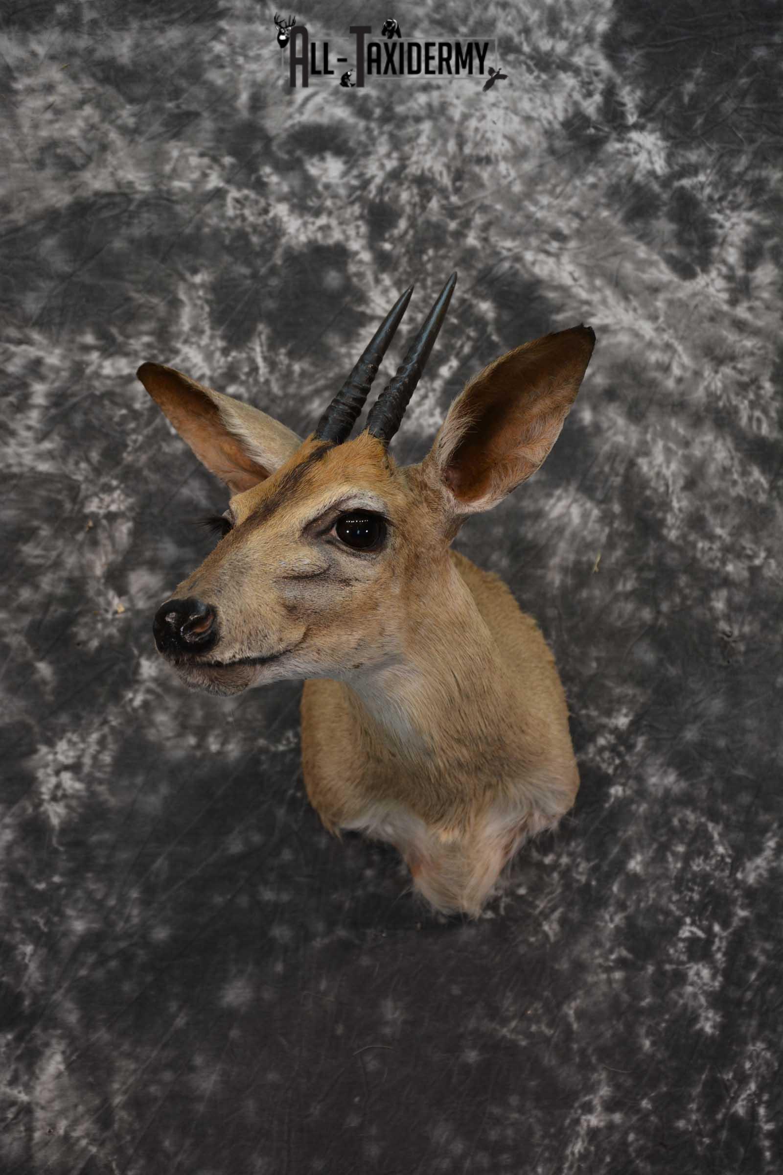 African Duiker Taxidermy Shoulder Mount SKU 1579