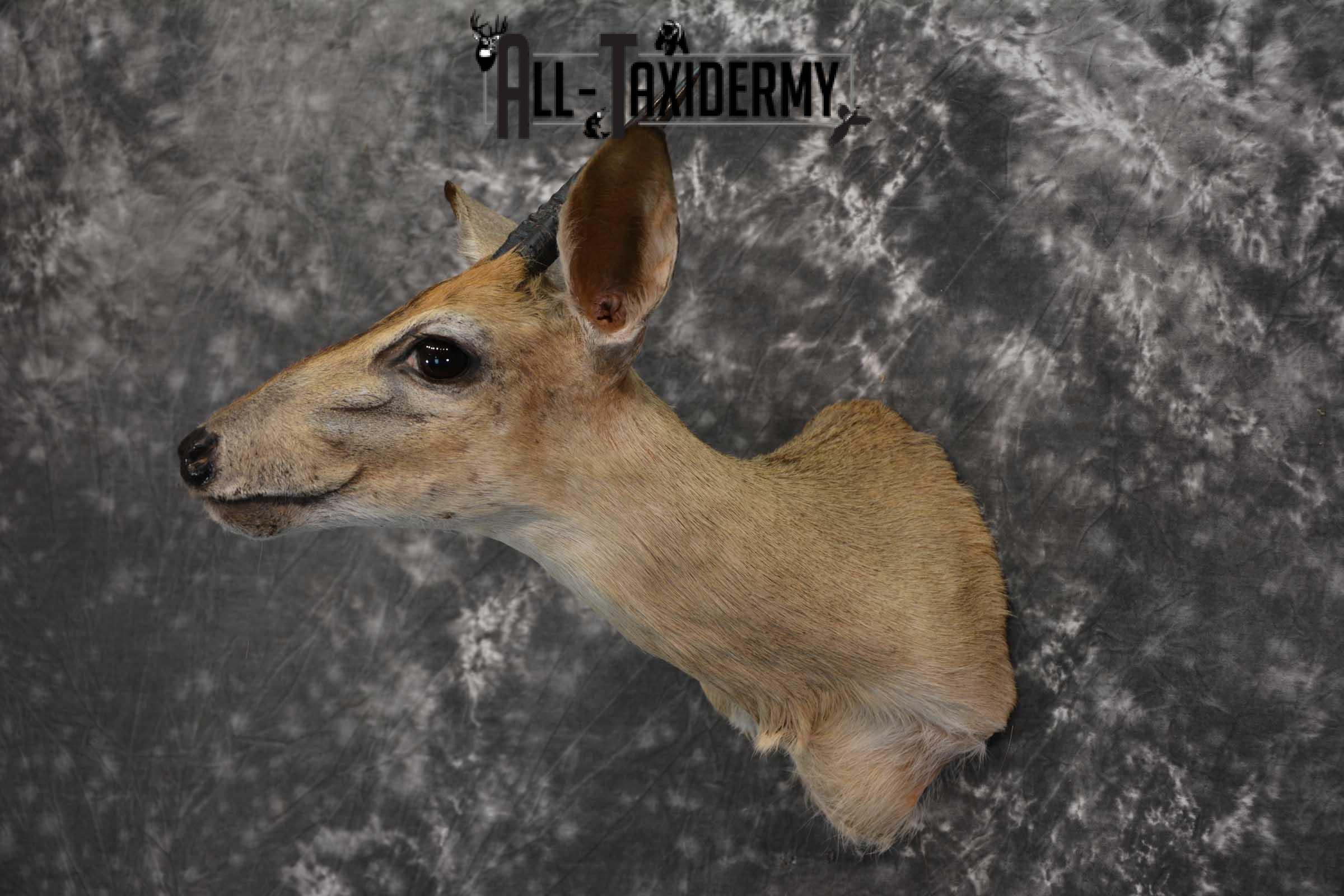 African Duiker Taxidermy Shoulder Mount SKU 1579 - Image 8