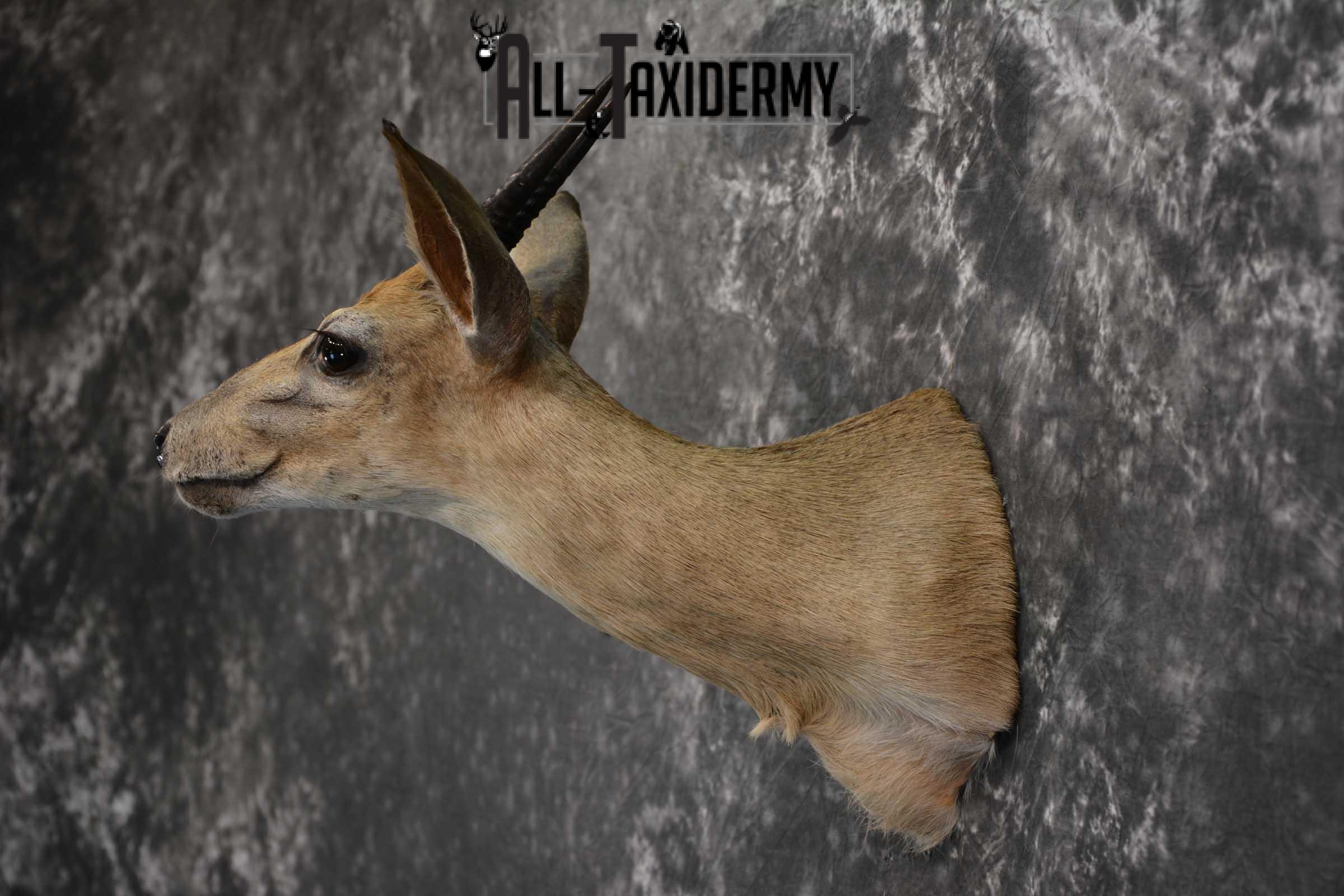 African Duiker Taxidermy Shoulder Mount SKU 1579 - Image 7