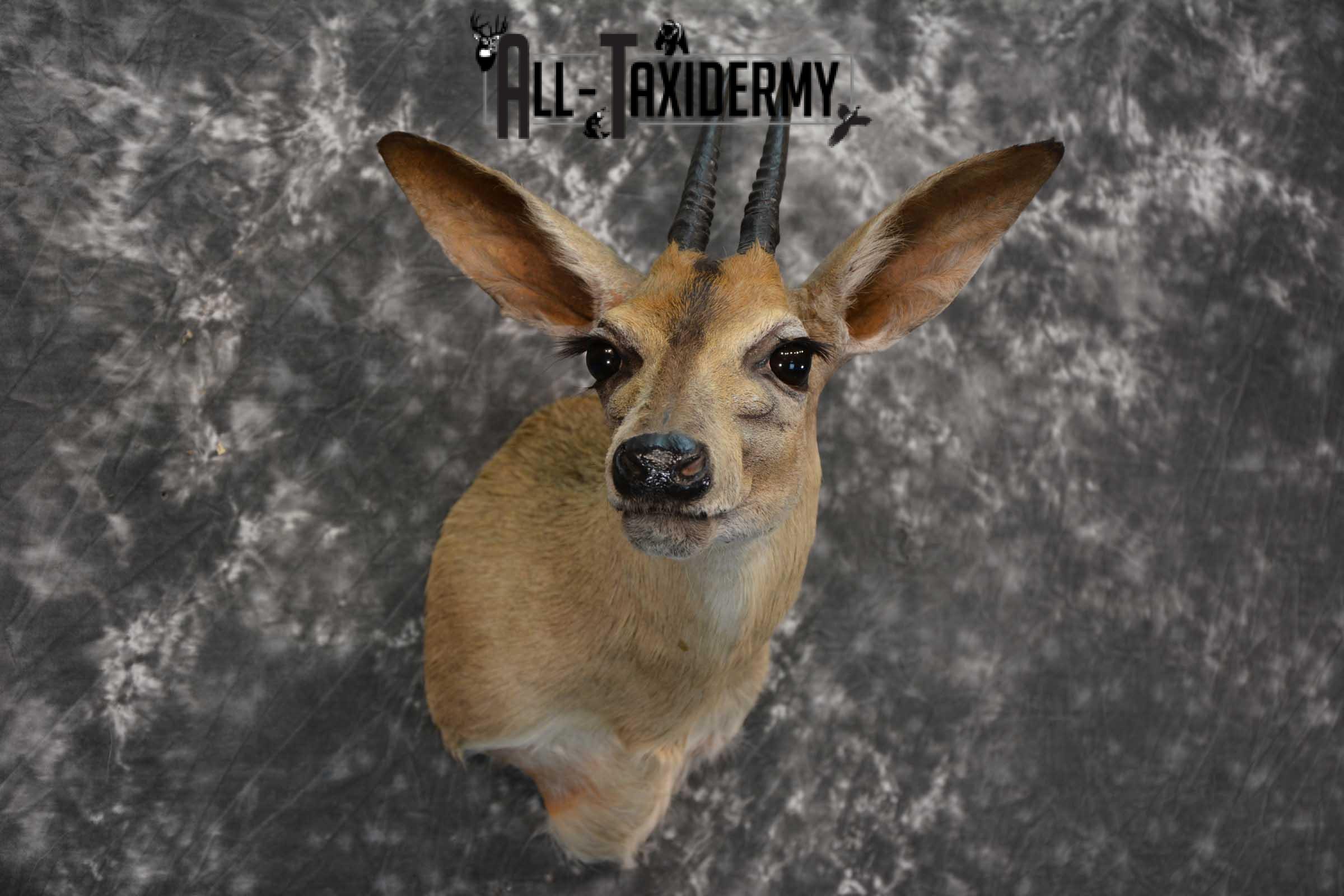 African Duiker Taxidermy Shoulder Mount SKU 1579 - Image 6