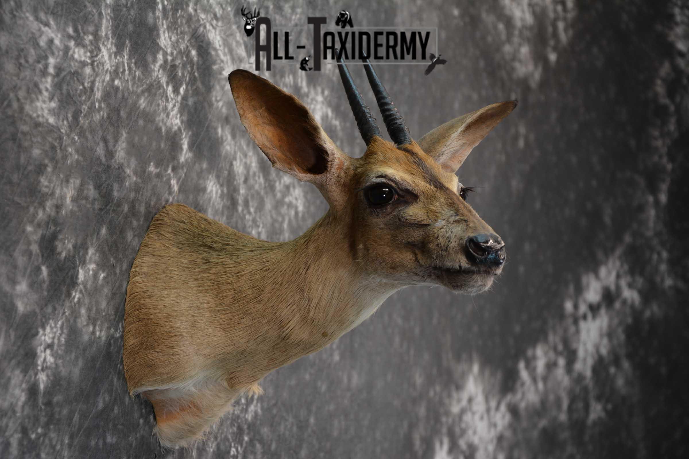 African Duiker Taxidermy Shoulder Mount SKU 1579 - Image 5