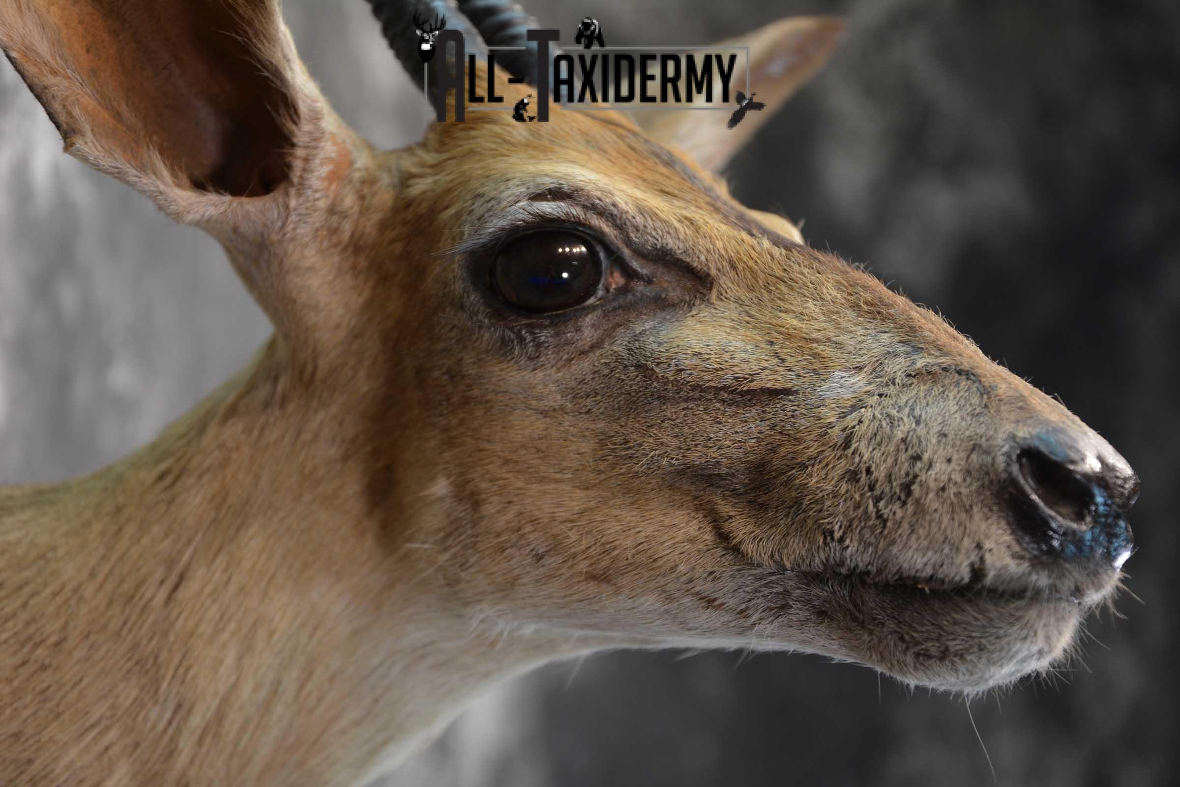 African Duiker Taxidermy Shoulder Mount SKU 1579 - Image 4