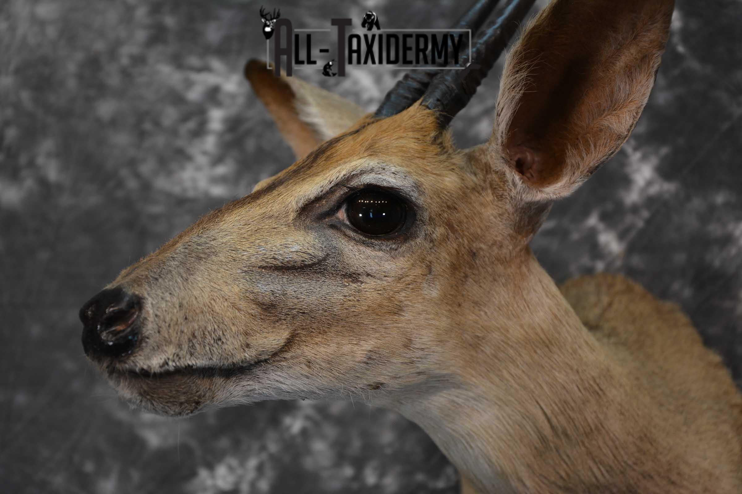 African Duiker Taxidermy Shoulder Mount SKU 1579 - Image 3
