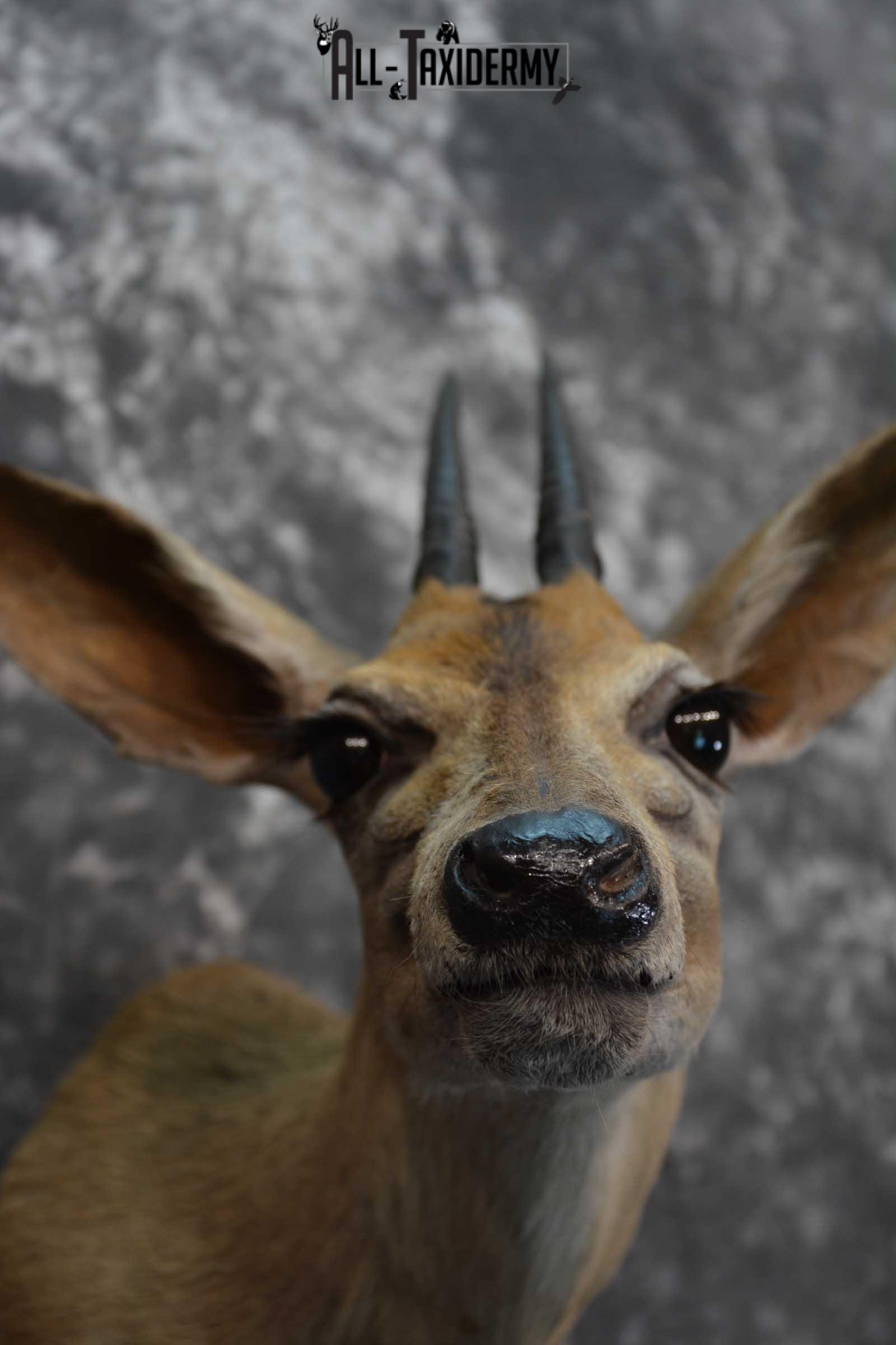 African Duiker Taxidermy Shoulder Mount SKU 1579 - Image 2