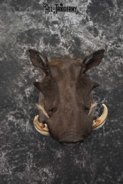 African Warthog Taxidermy Mount SKU 1580
