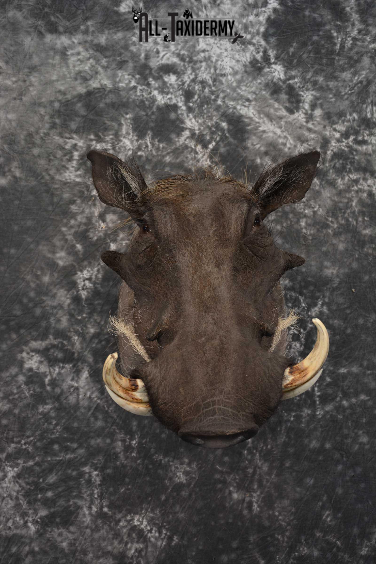 African Warthog Taxidermy Mount SKU 1580