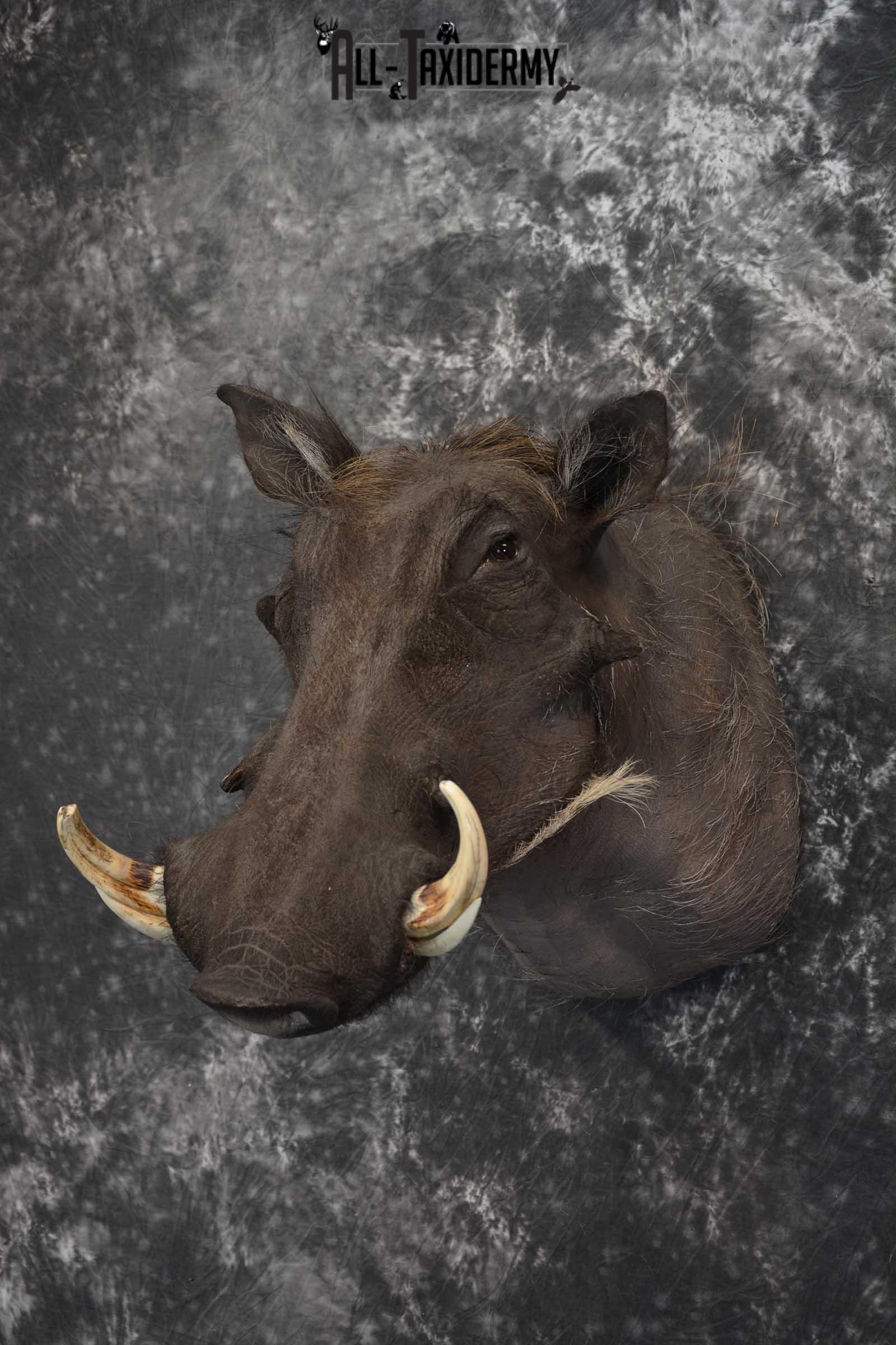 African Warthog Taxidermy Mount SKU 1580 - Image 7