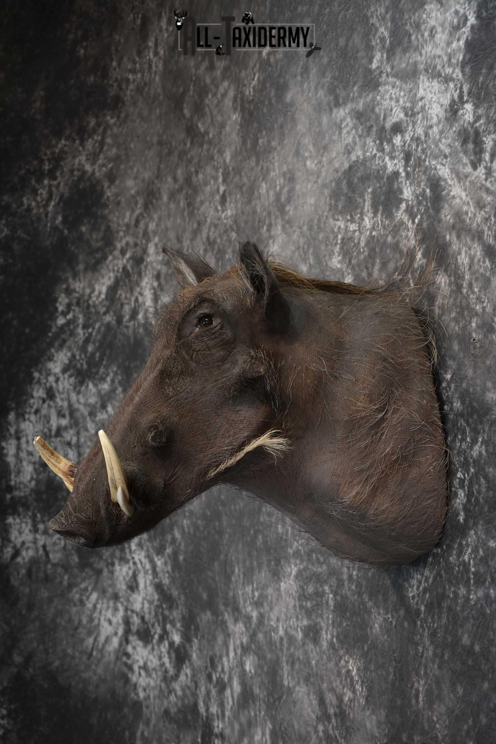 African Warthog Taxidermy Mount SKU 1580 - Image 6