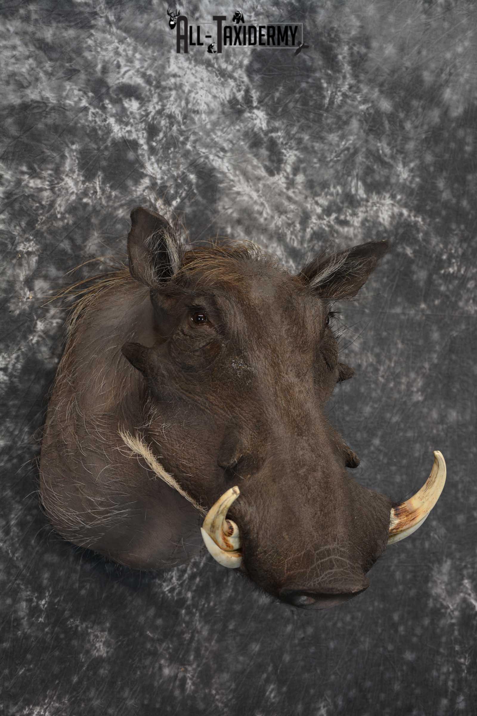 African Warthog Taxidermy Mount SKU 1580 - Image 5