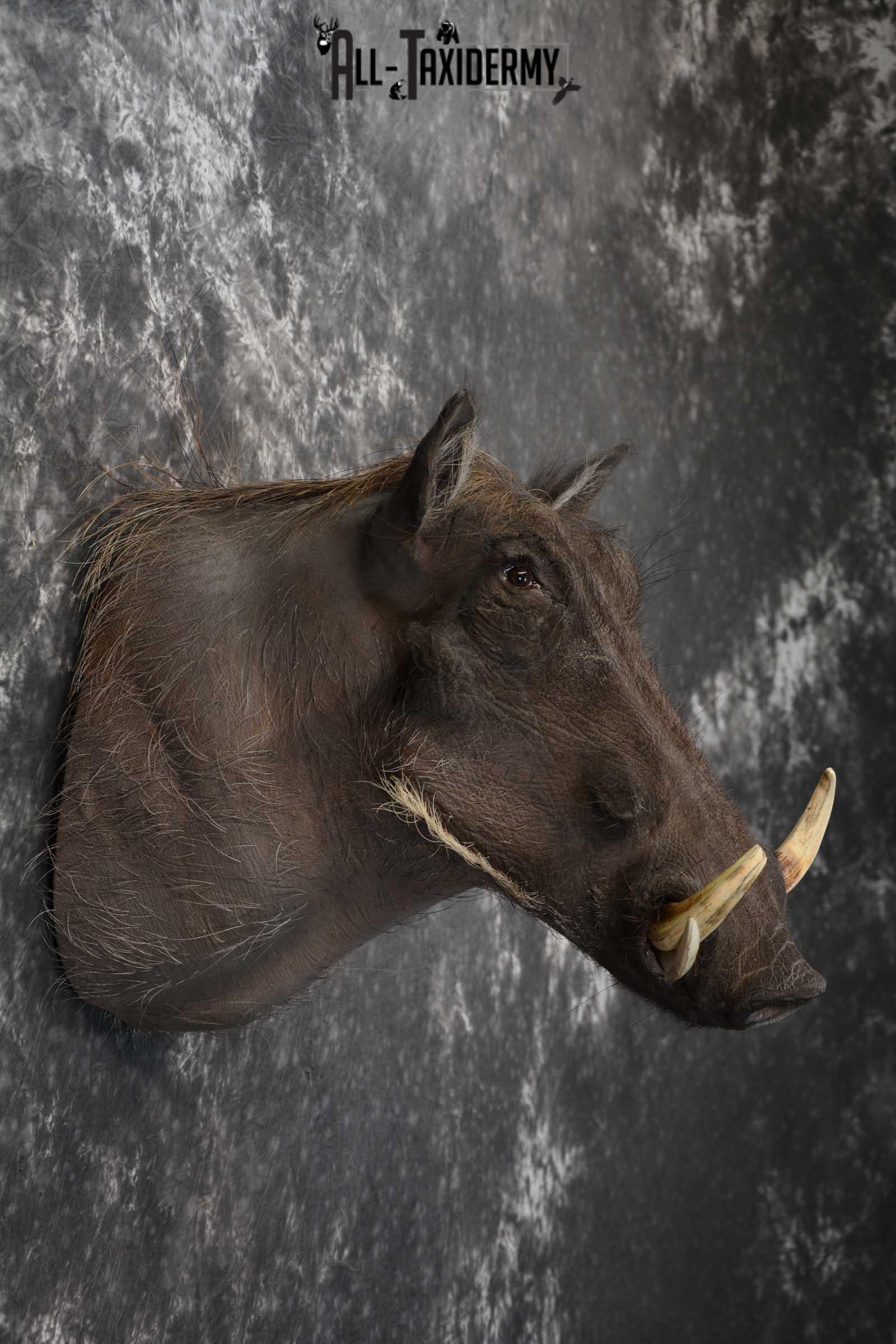 African Warthog Taxidermy Mount SKU 1580 - Image 4