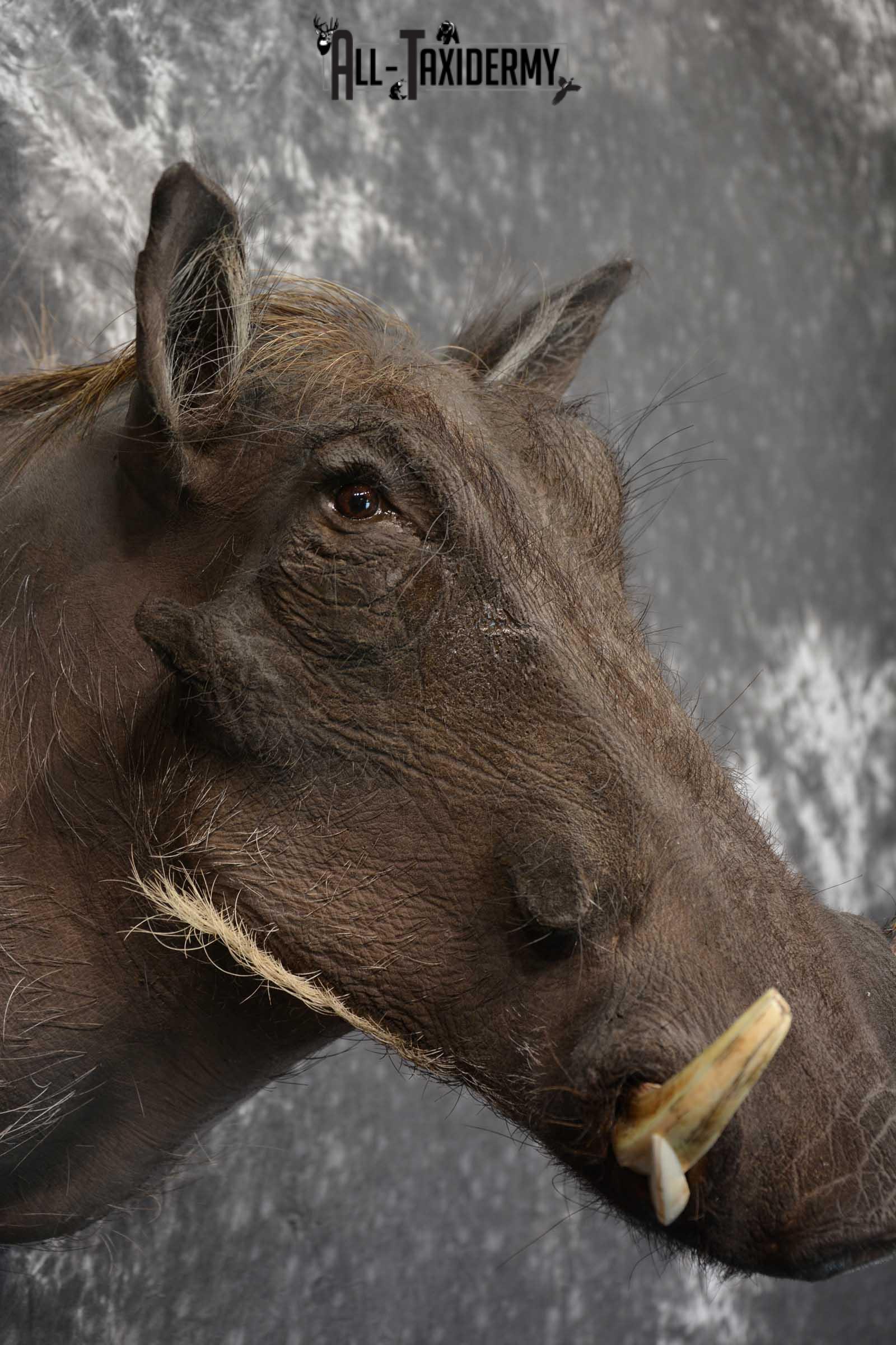 African Warthog Taxidermy Mount SKU 1580 - Image 3