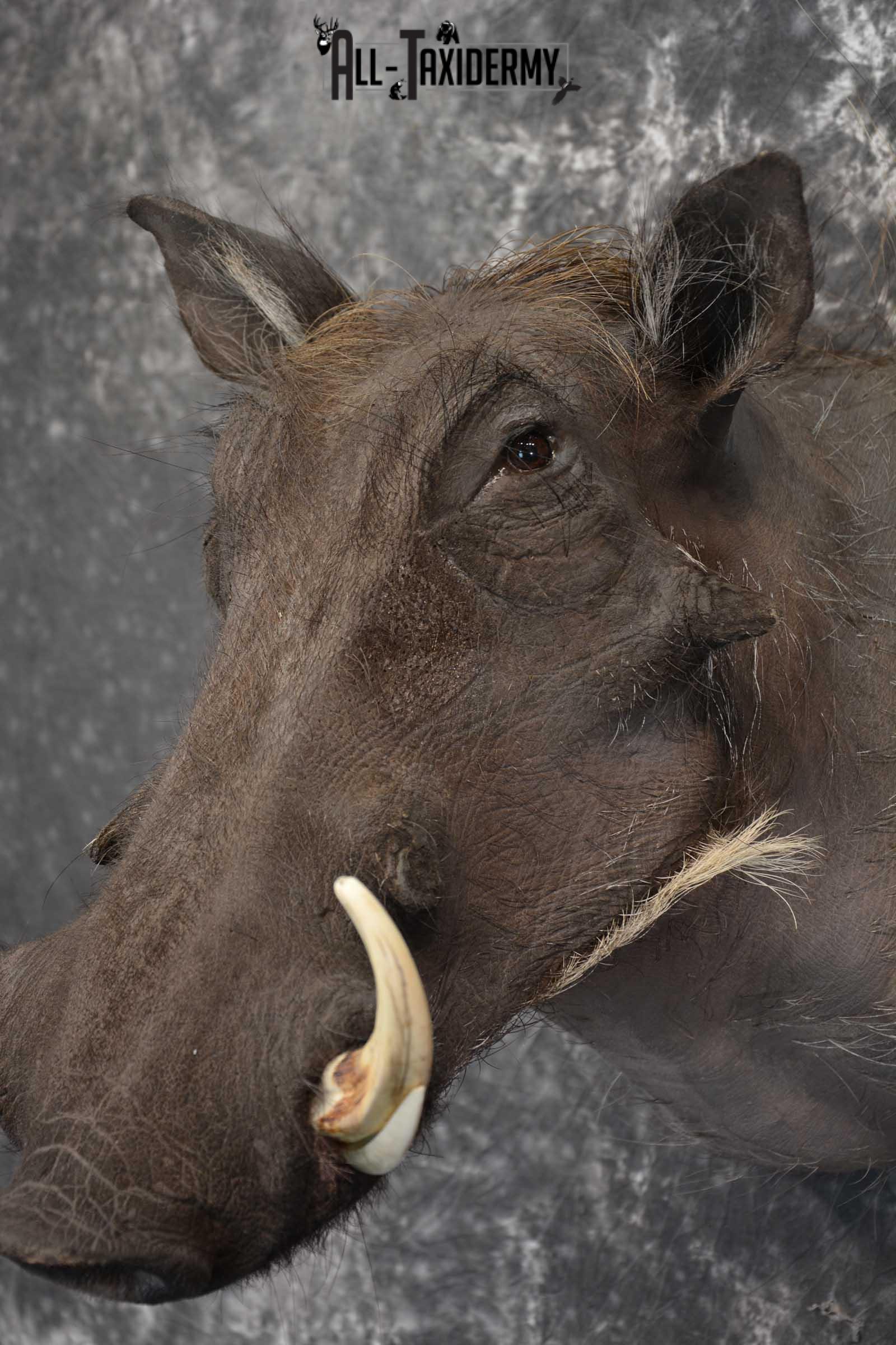 African Warthog Taxidermy Mount SKU 1580 - Image 2