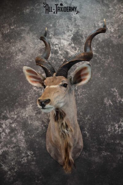 African Kudu Taxidermy Mount SKU 1581