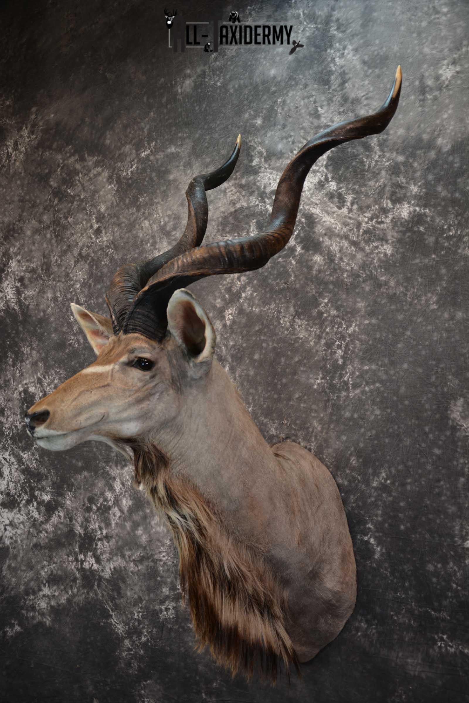 African Kudu Taxidermy Mount SKU 1581 - Image 8