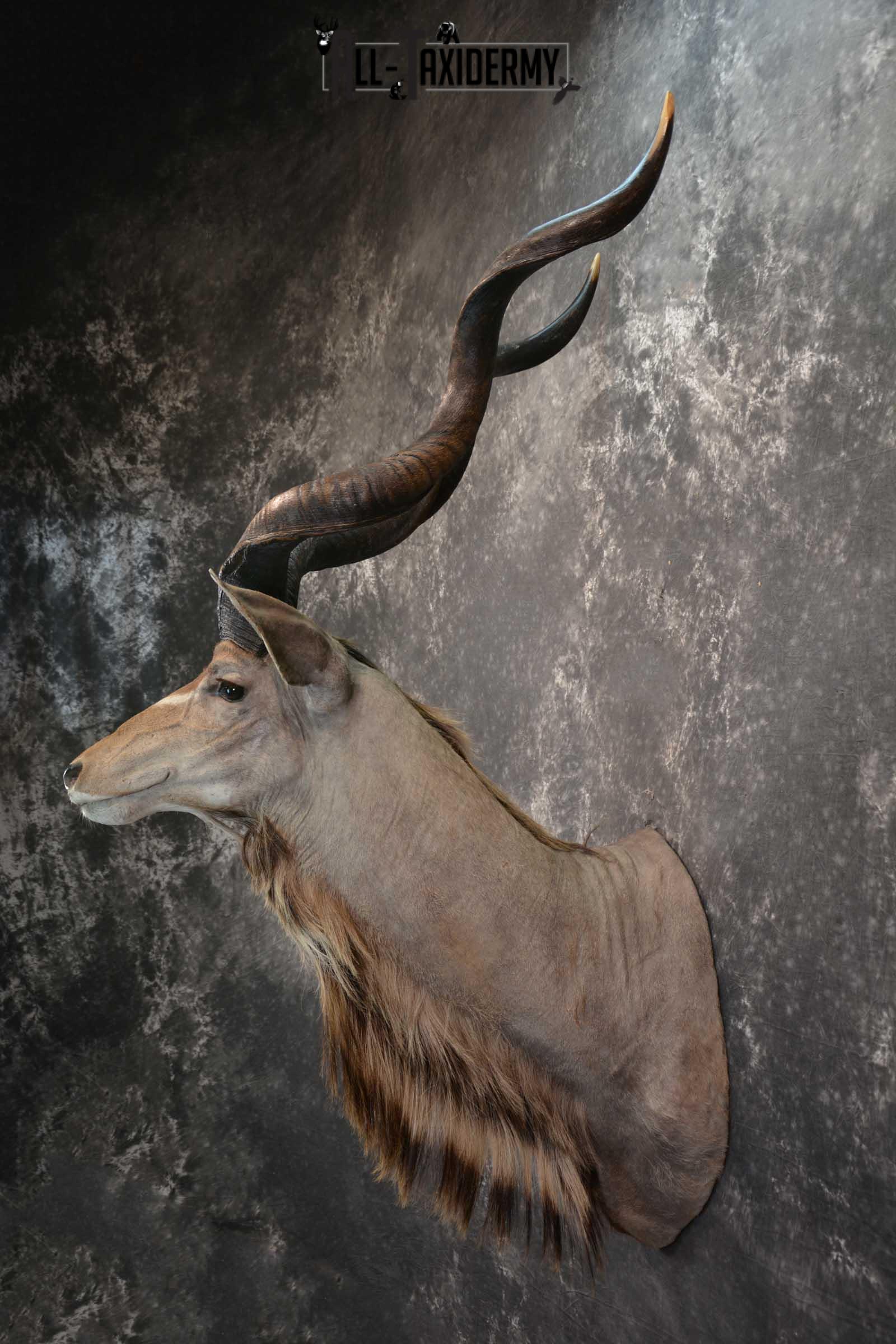 African Kudu Taxidermy Mount SKU 1581 - Image 7